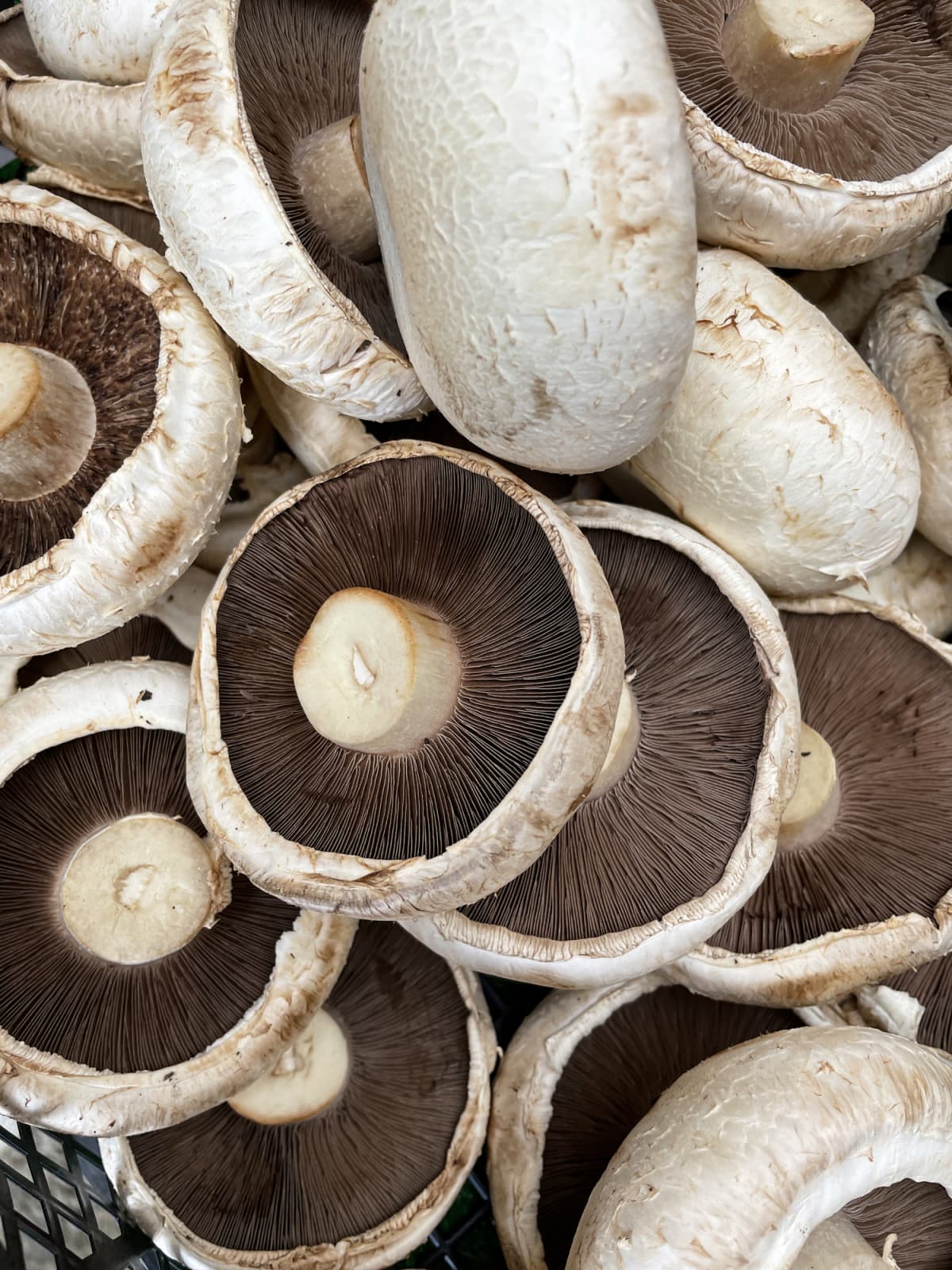 A bunch of portobello mushrooms