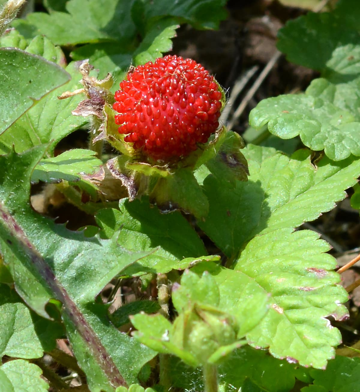 Mock strawberry fruit on the bush
