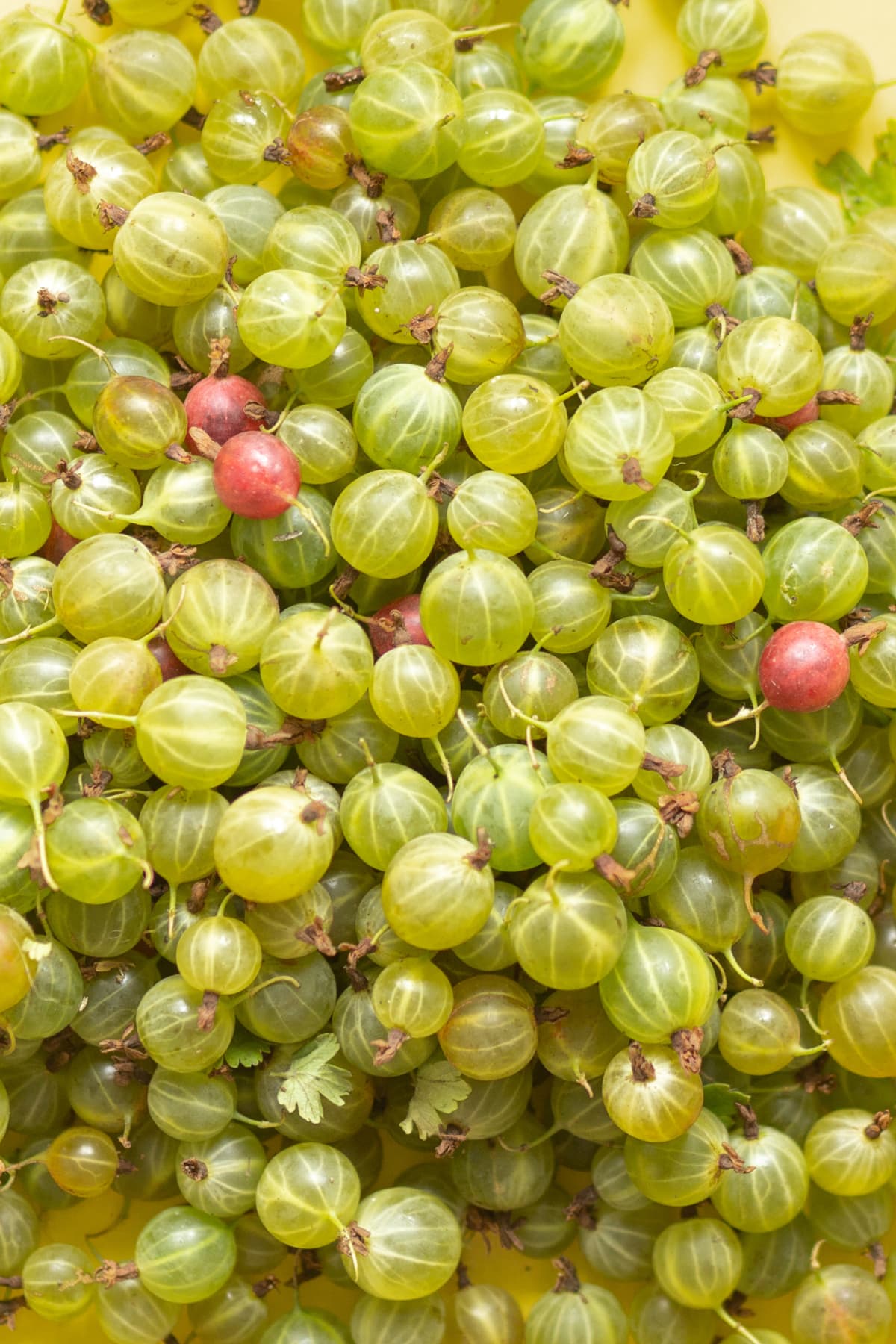 Ripe culinary European Gooseberry fruits on a bush. Soft fruit variety Invictor, scientific name Ribes Uva-crispa.