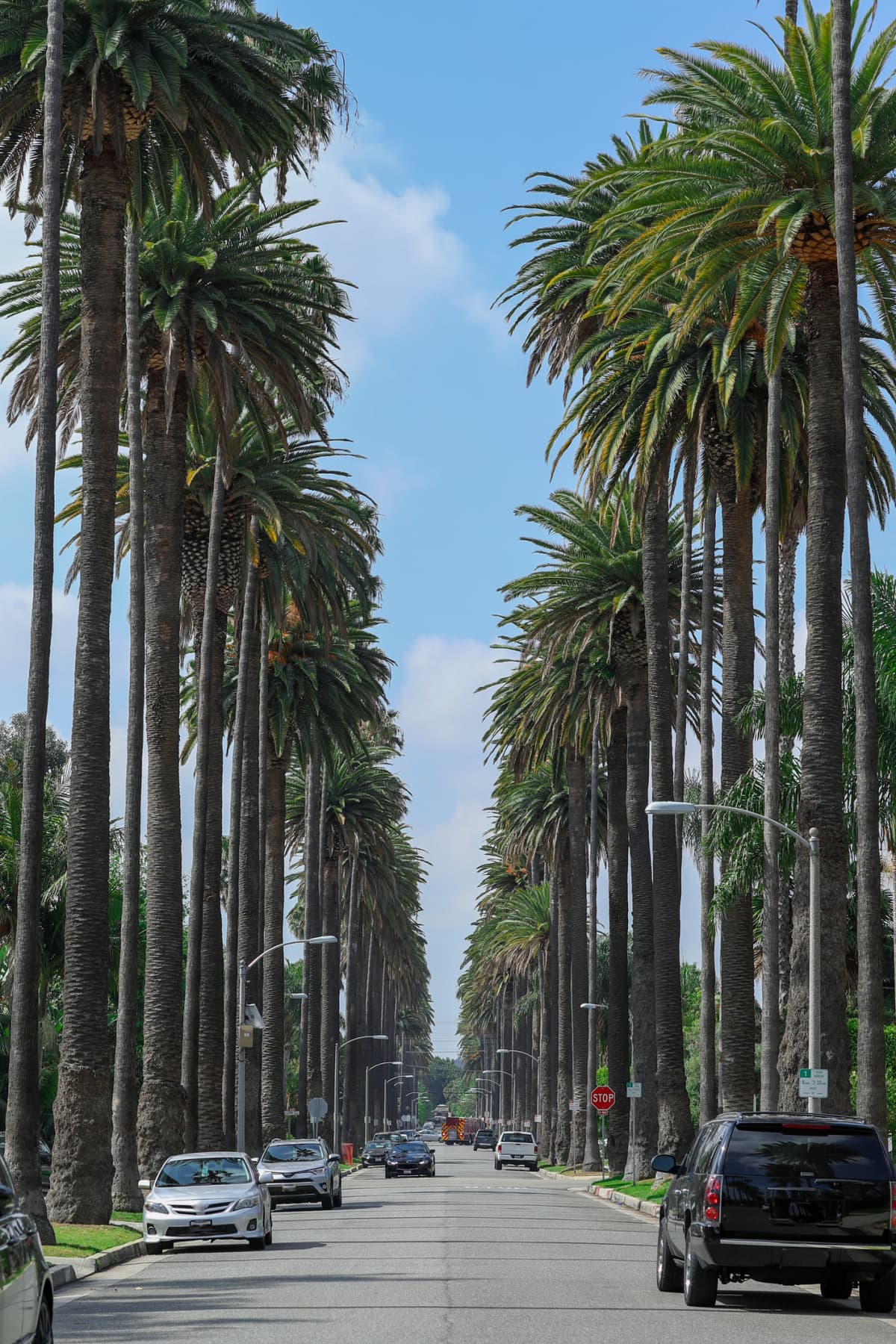 A Los Angeles street flanked by trees
