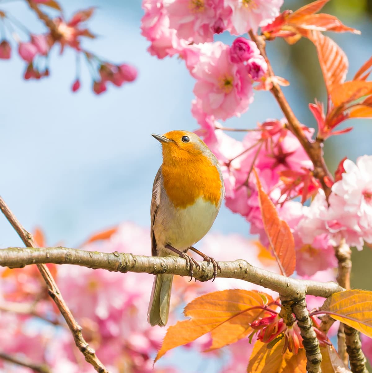 A yellow bird perched on a cherry blossom branch