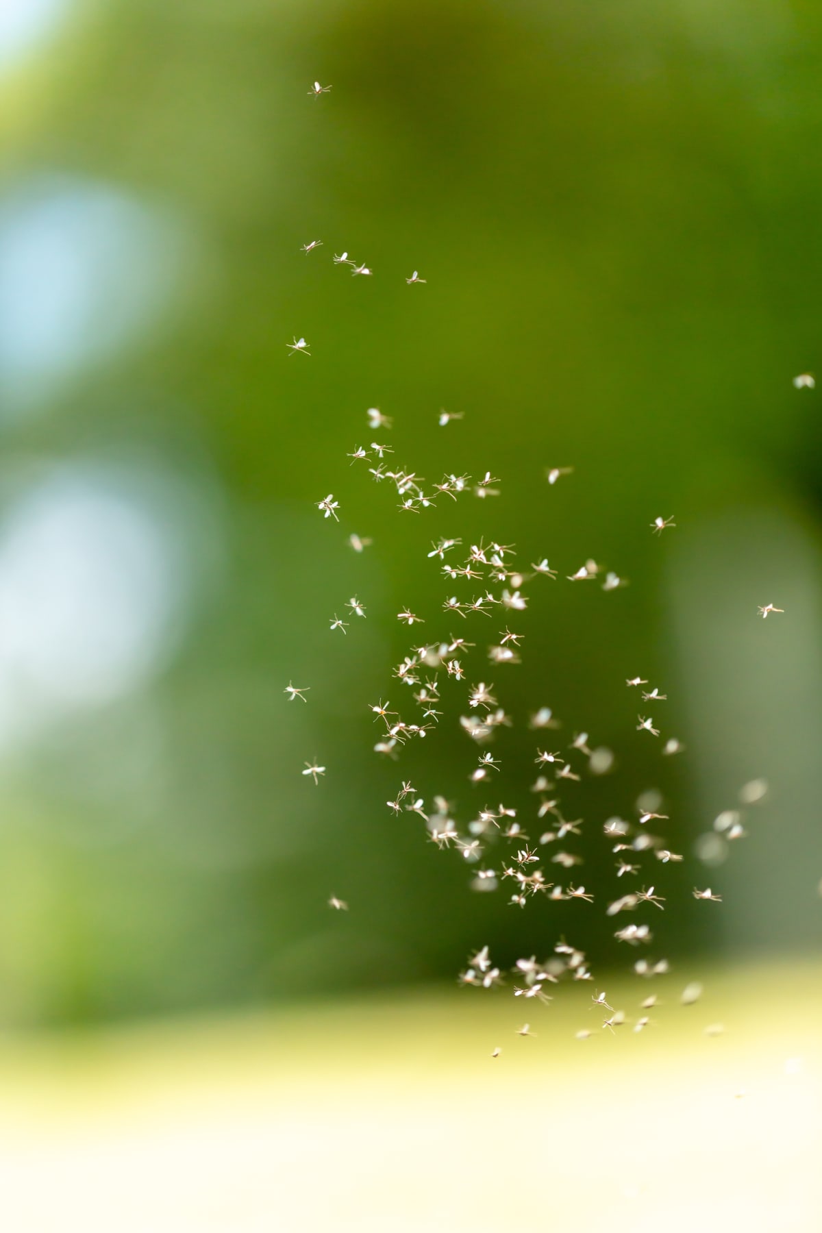 A swarm of gnats circling each other set against a green background