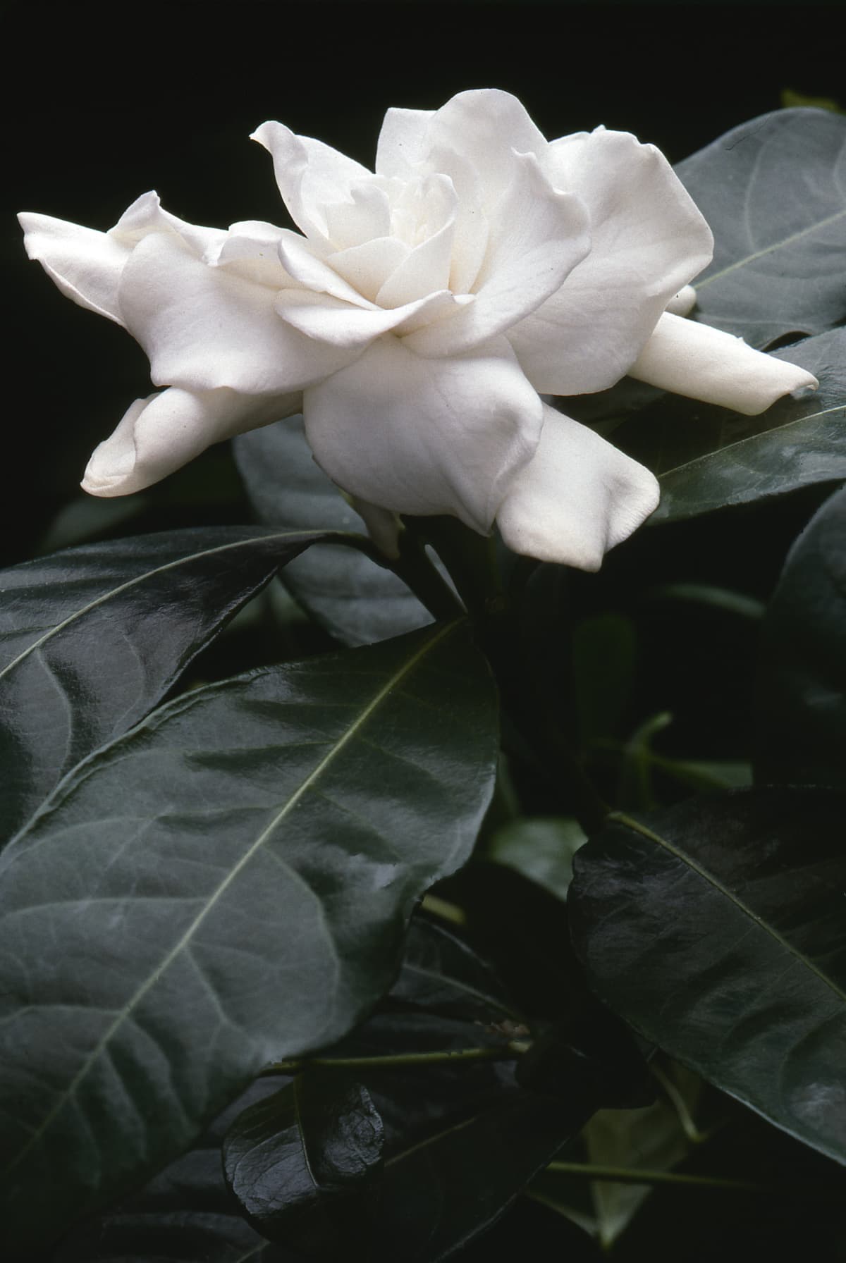Close up of a Gardenia.