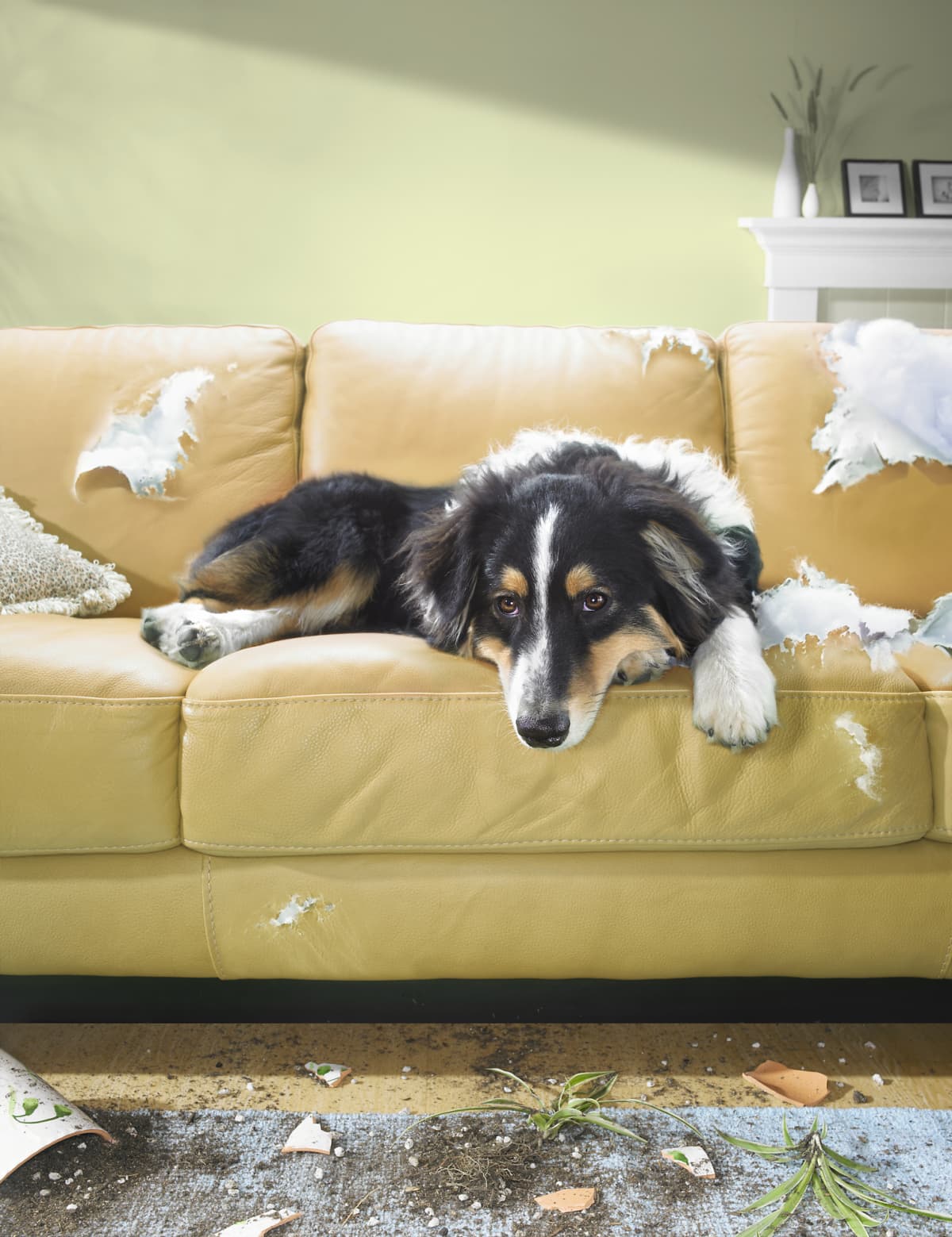 A dog sitting on a torn sofa