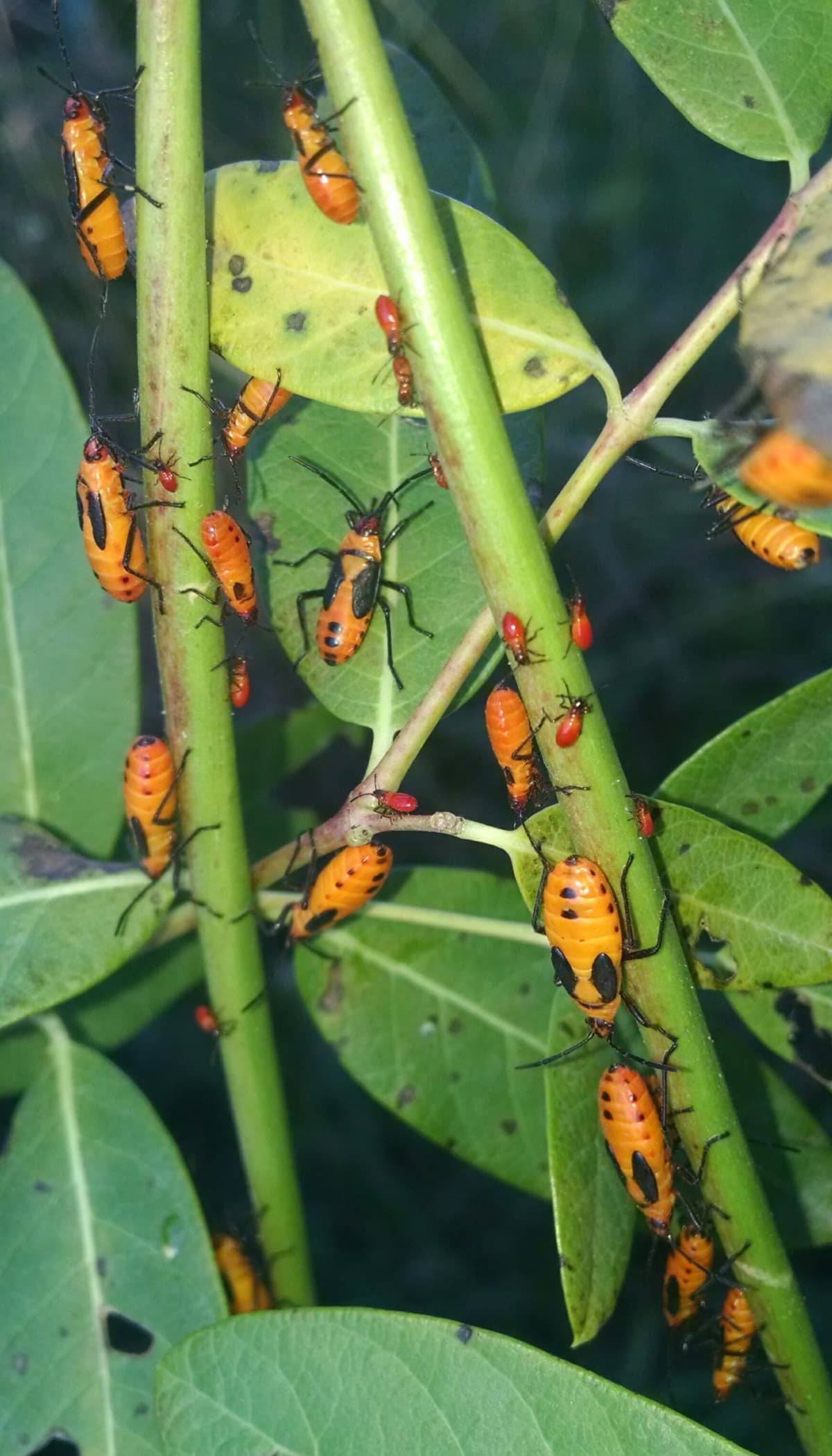 Boxelder bugs on plant