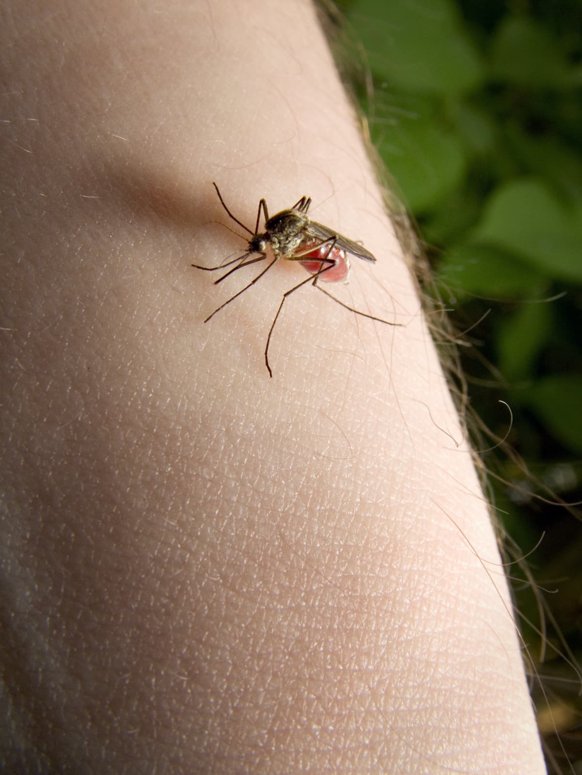 A mosquito biting a person