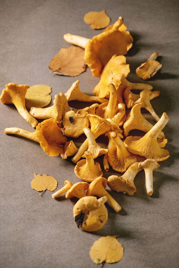 Forest chanterelle mushrooms, raw uncooked, with yellow autumn leaves over brown texture background. Copy space. (Photo by: Natasha Breen/REDA&CO/Universal Images Group via Getty Images)