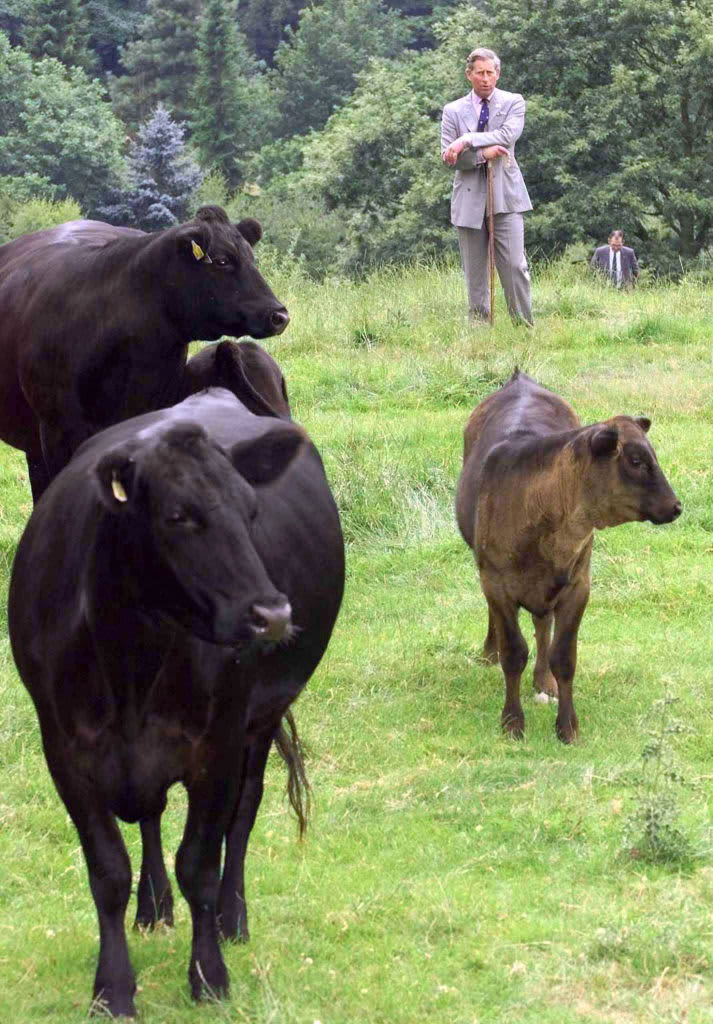 The Prince of Wales looks at some Aberdeen Angus cattle at Wotton Farm in Farley, Staffordshire on July 19th, 2002. at the Various in Farley, United Kingdom. (Photo by Anwar Hussein/WireImage)