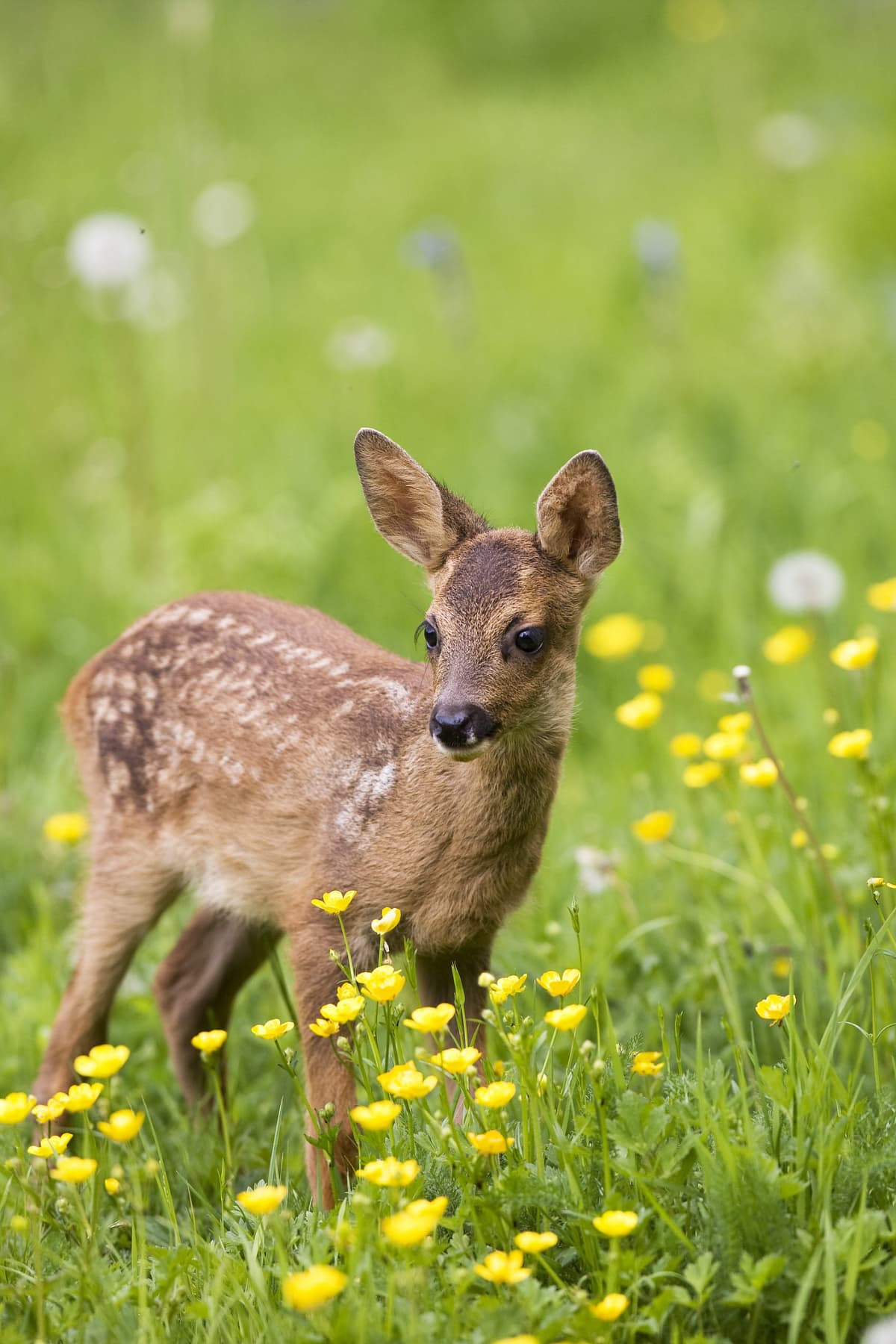Fawn with Flowers in a field