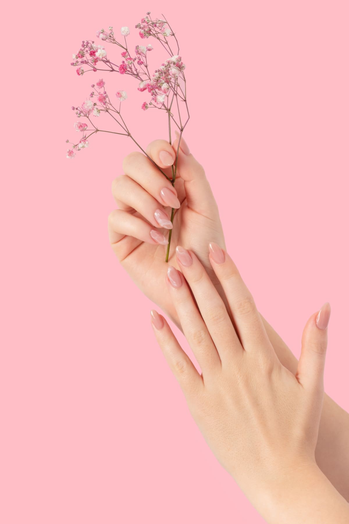 Female two hands with pink gypsophila flowers gel polish beige long nails on a pink isolated background. Beauty spa concept, manicure marble design