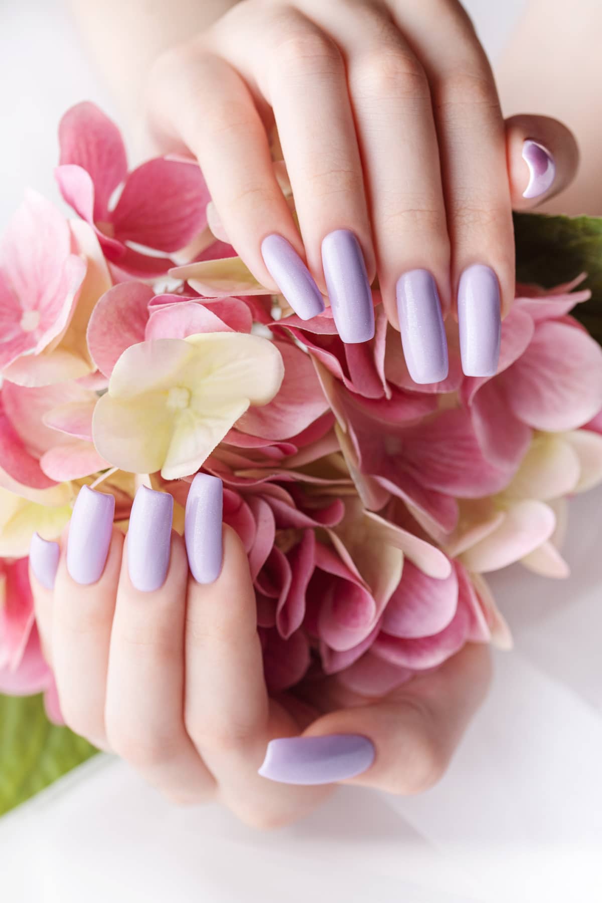 Girl's hands with delicate purple manicure and hydrangea flowers.