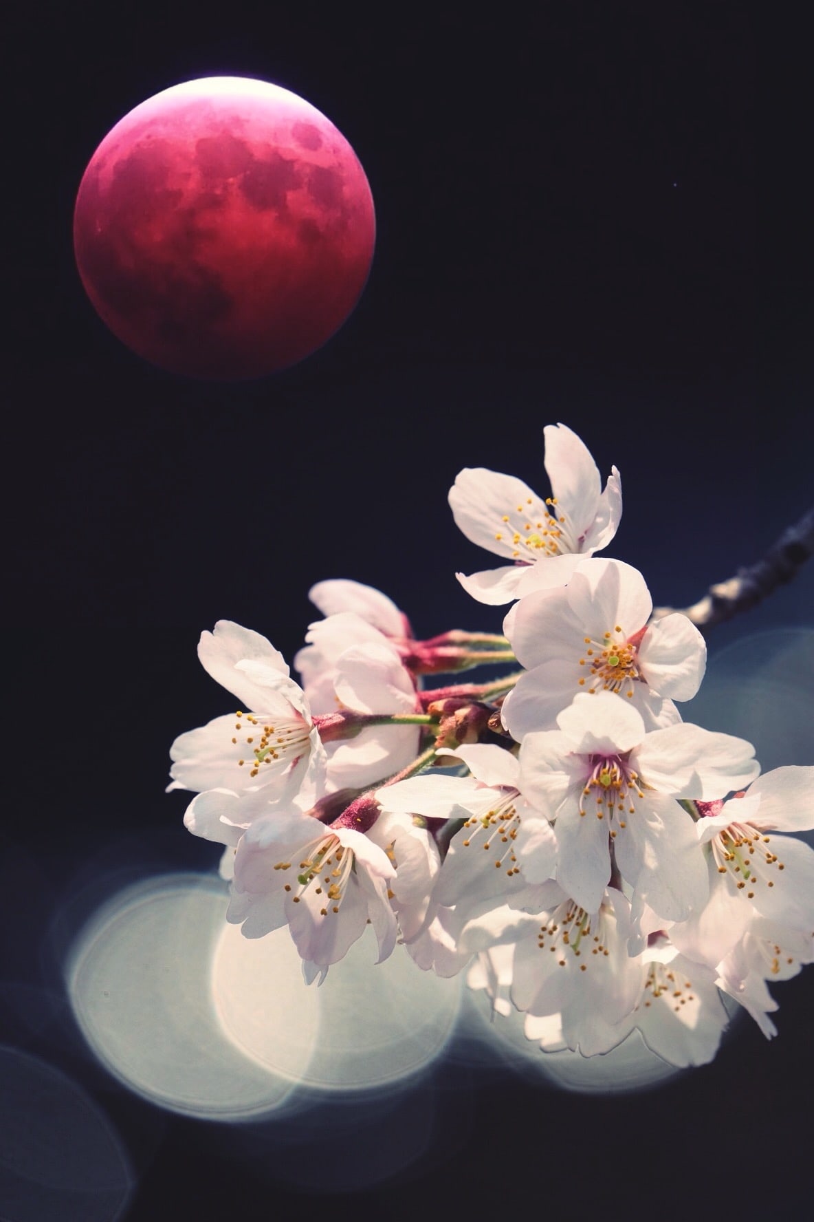 cherry blossoms and a full moon in the back