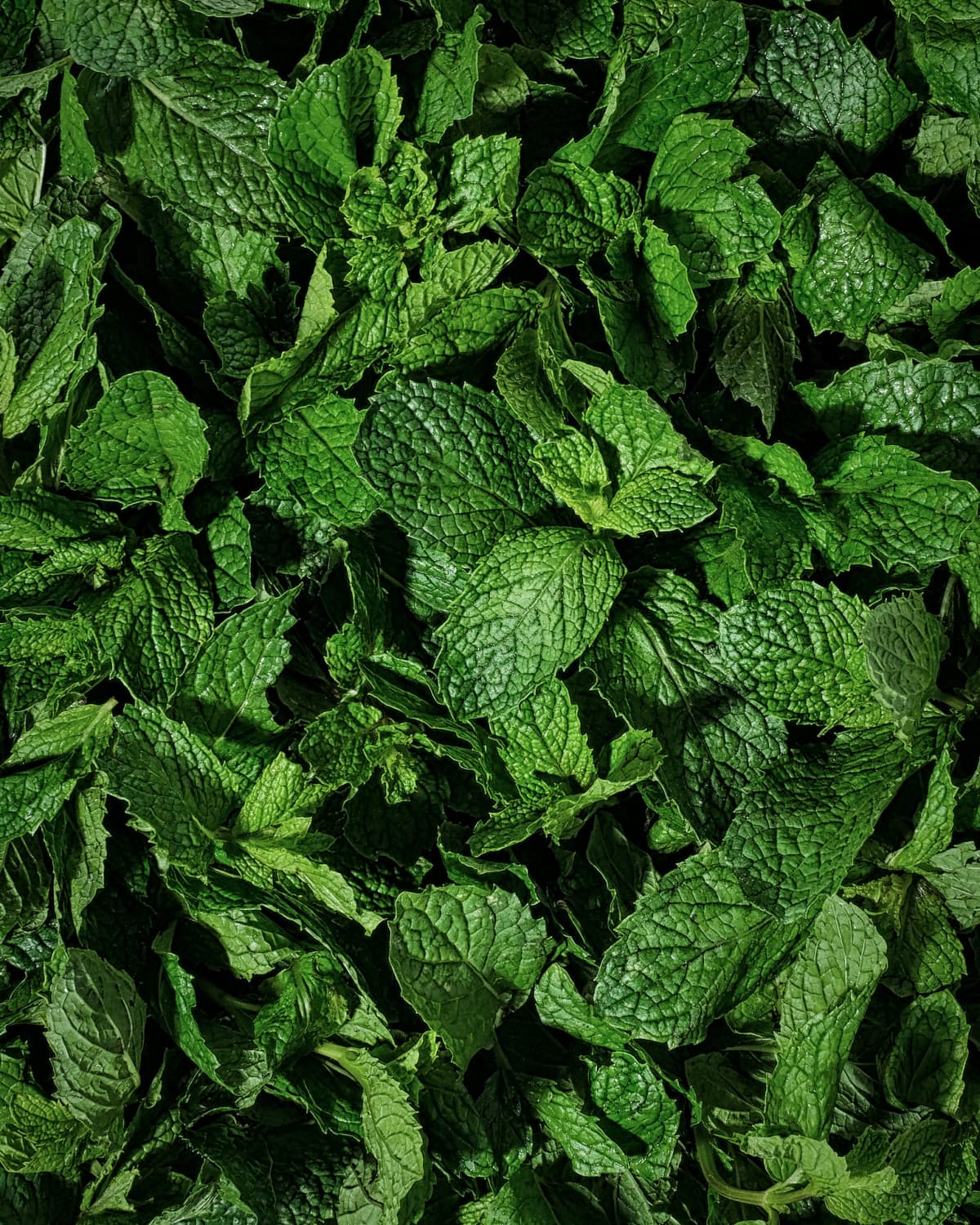 Bright Green mint leaves