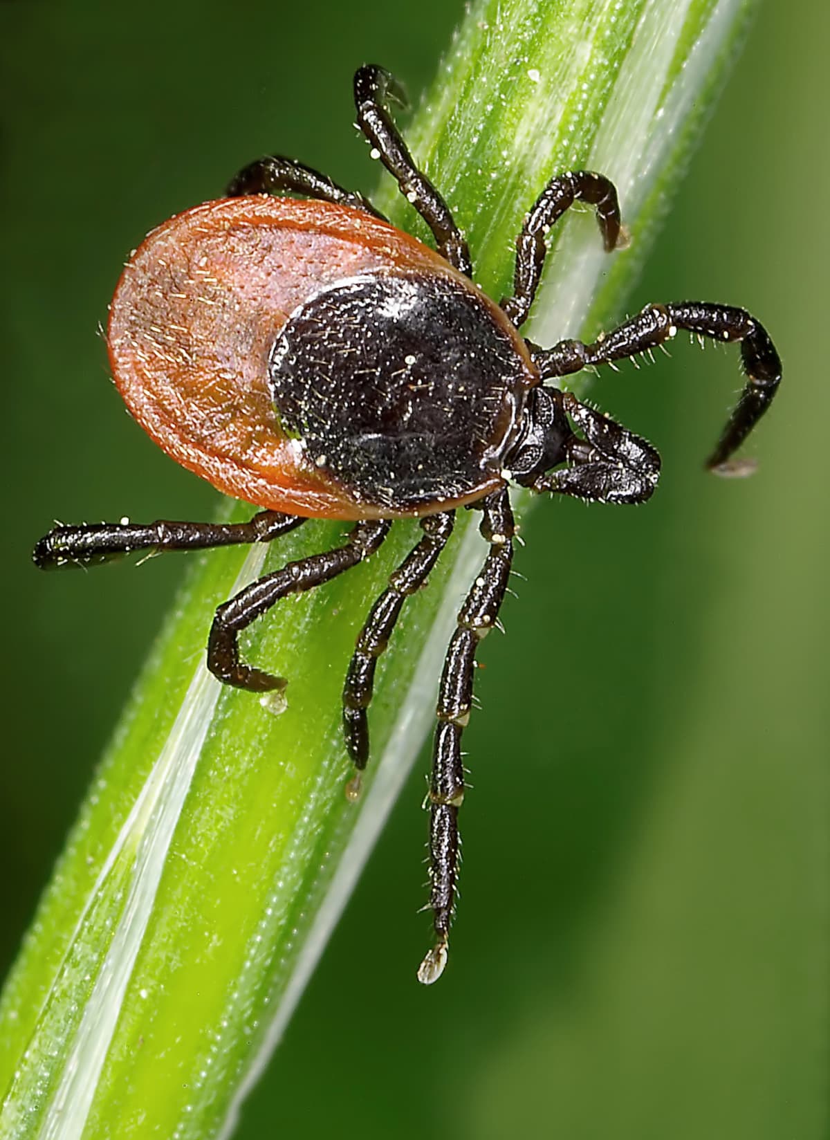 Digital photo of a castor bean tick, Ixodes ricinus, carrier of diseases like tbe and borreliosis on a grassblade. 