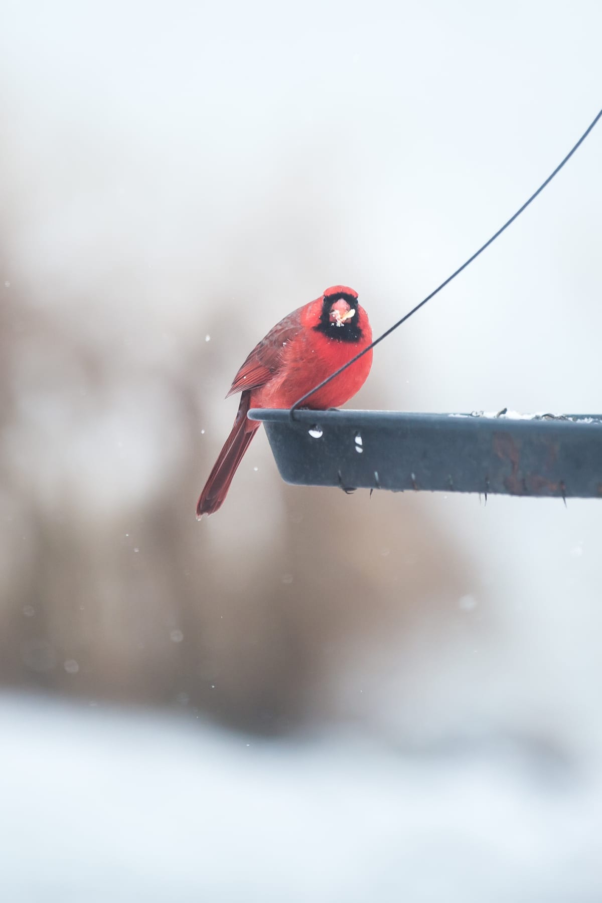 Bird eating from bird feeder in winter