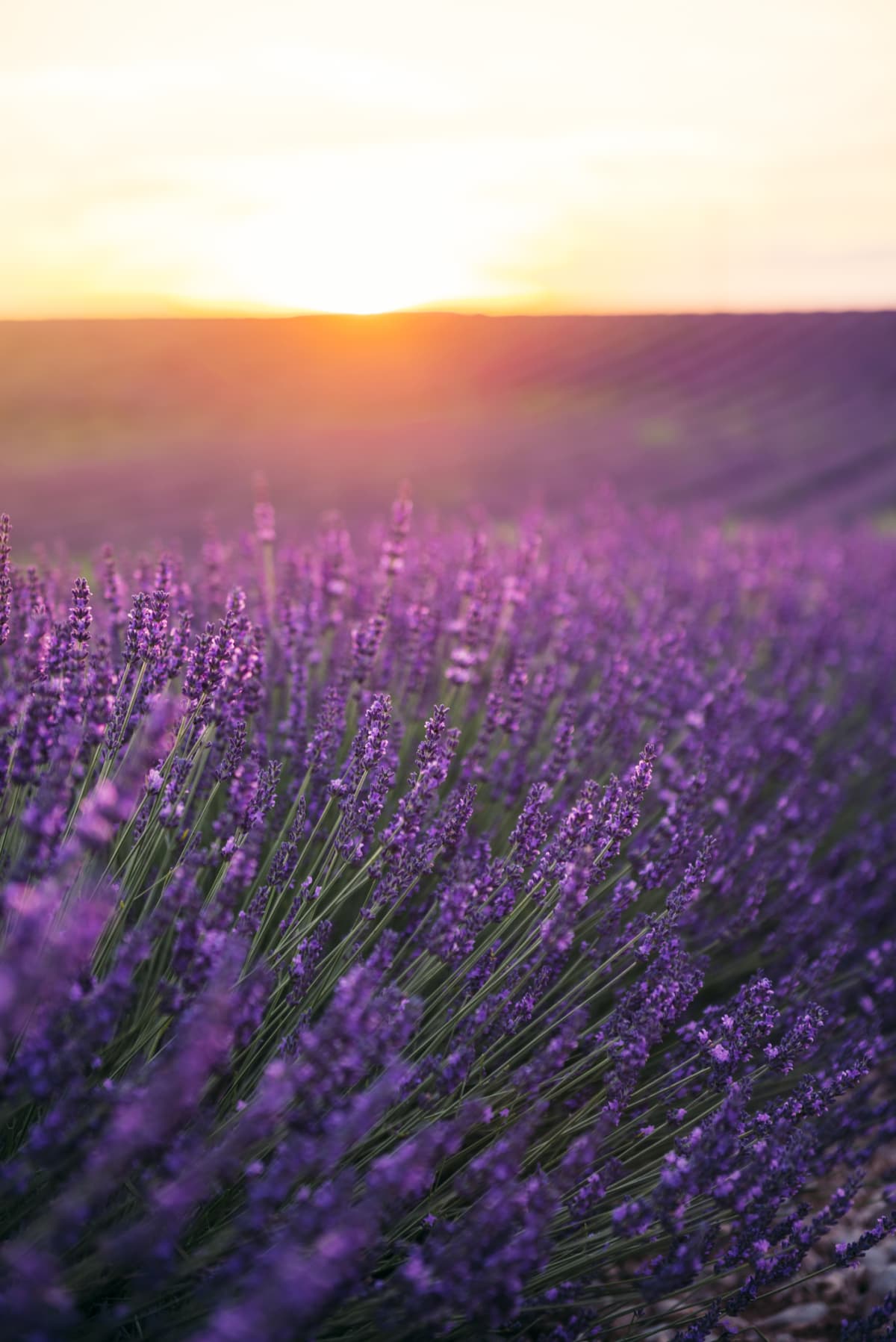 Field of lavender with sunset in background.