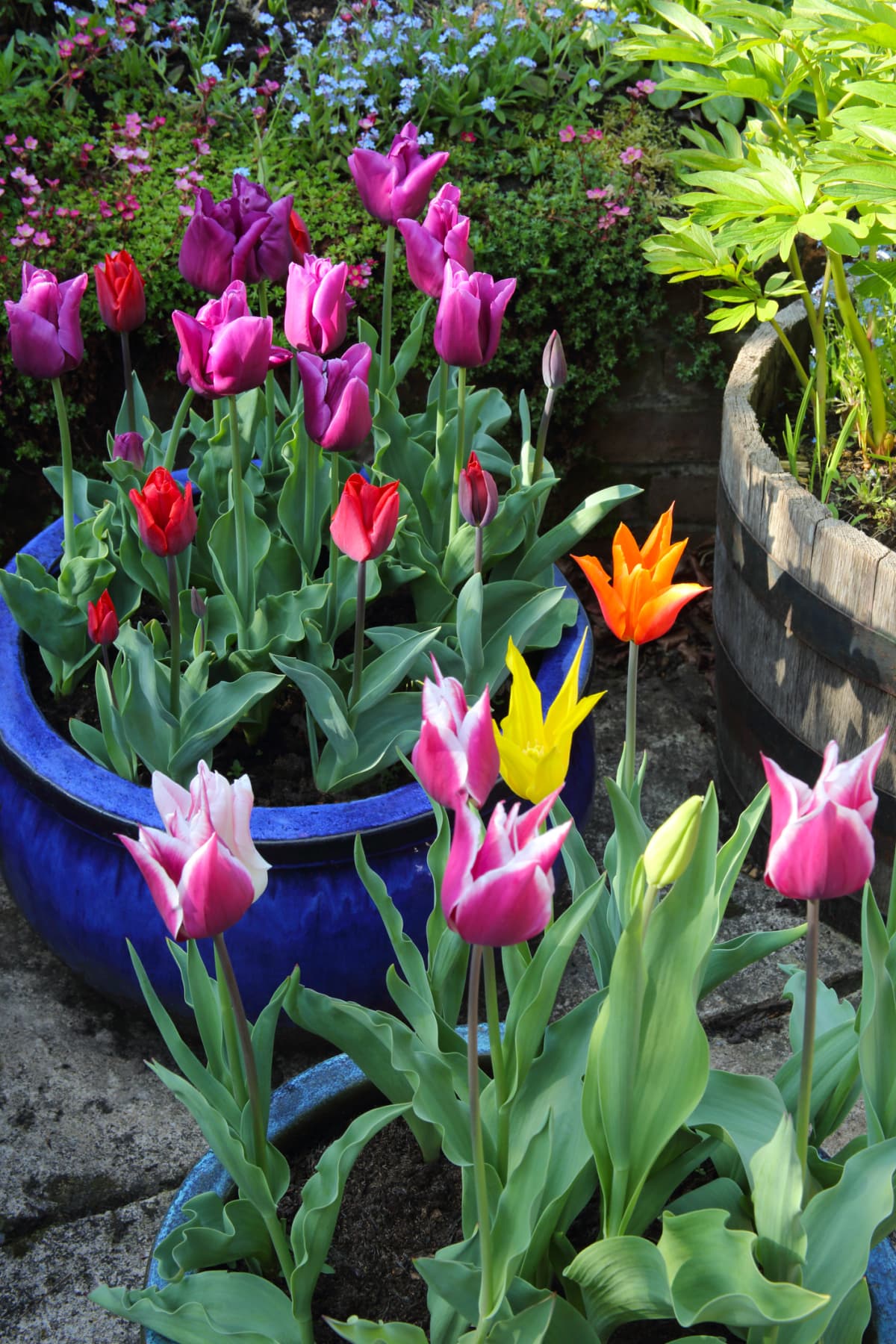 Colorful, potted tulips in a garden