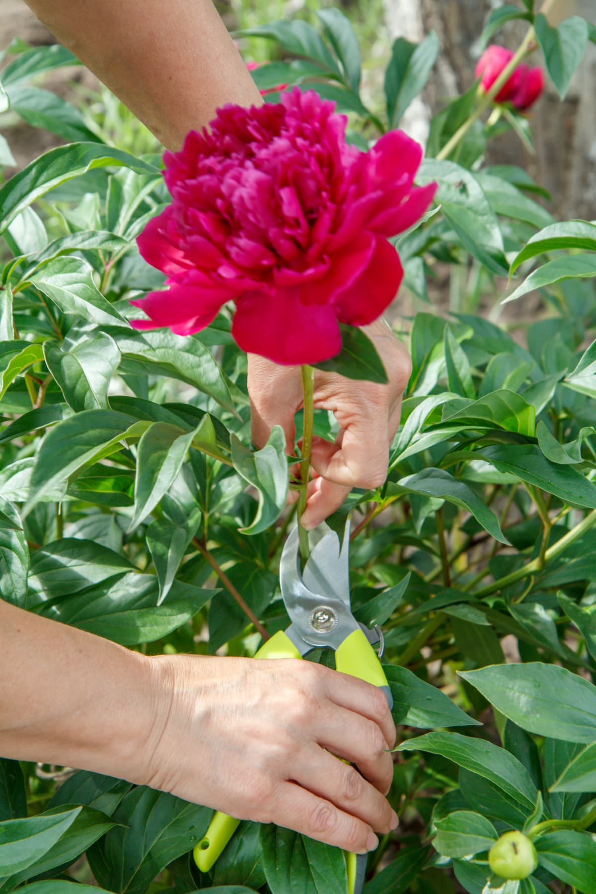 Gardener with pruner shears trimming a red peony flower