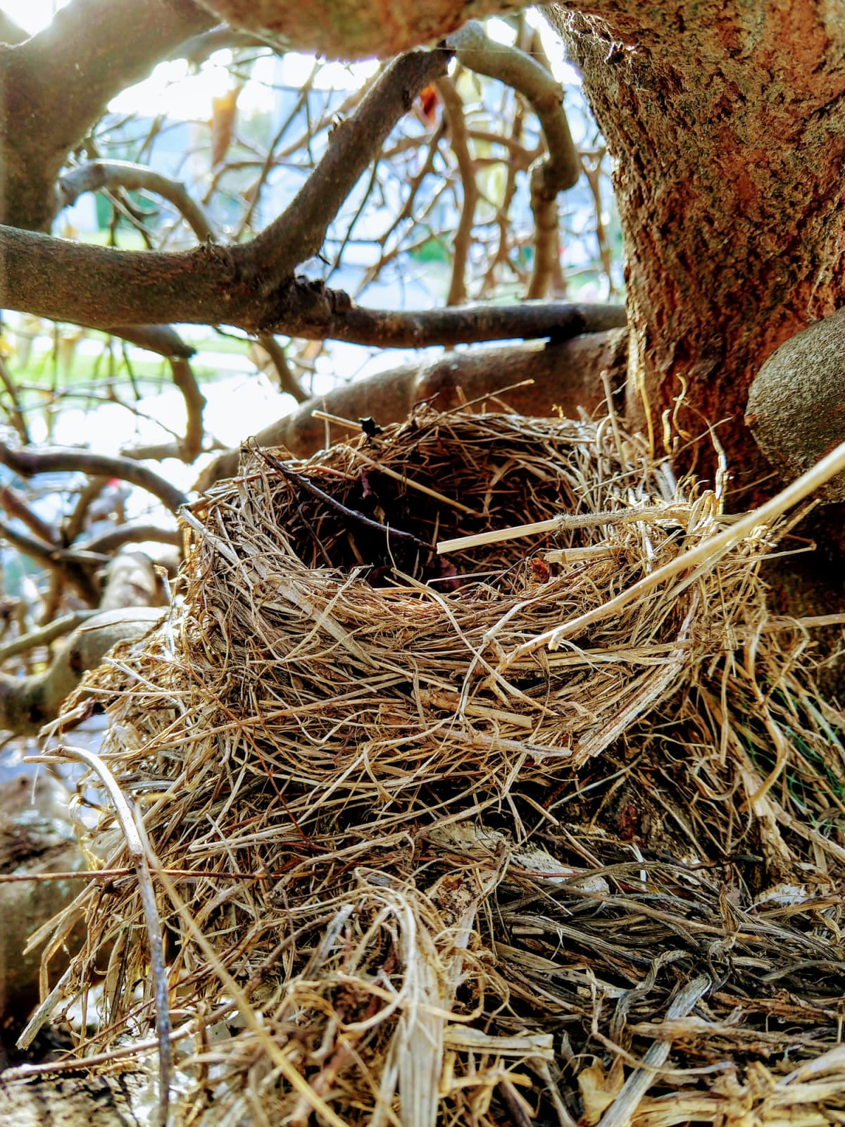 Bird's nest in tree