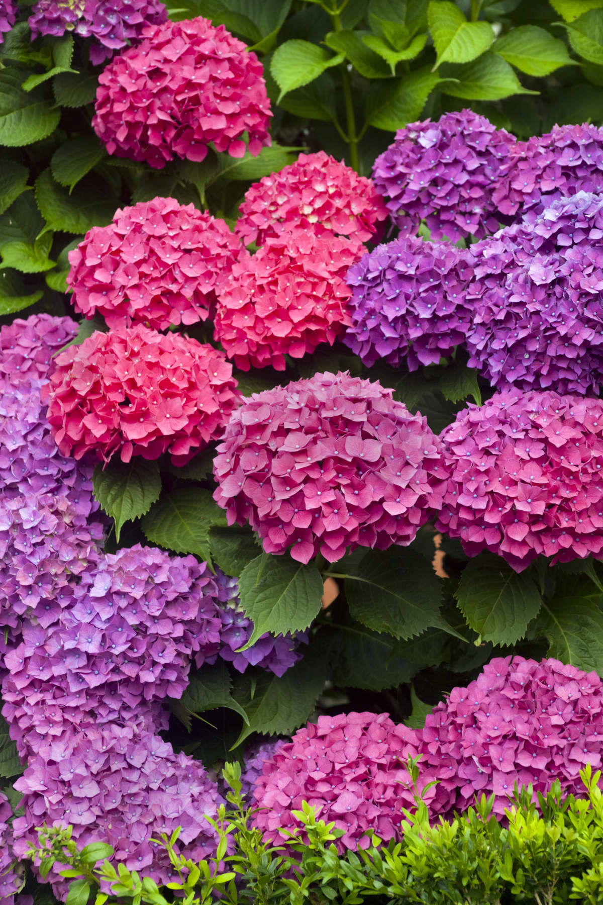 Pink and purple hydrangeas in the sunlight, green leaves, full frame view.  Garden in Ribeira Sacra, Galicia, Spain.