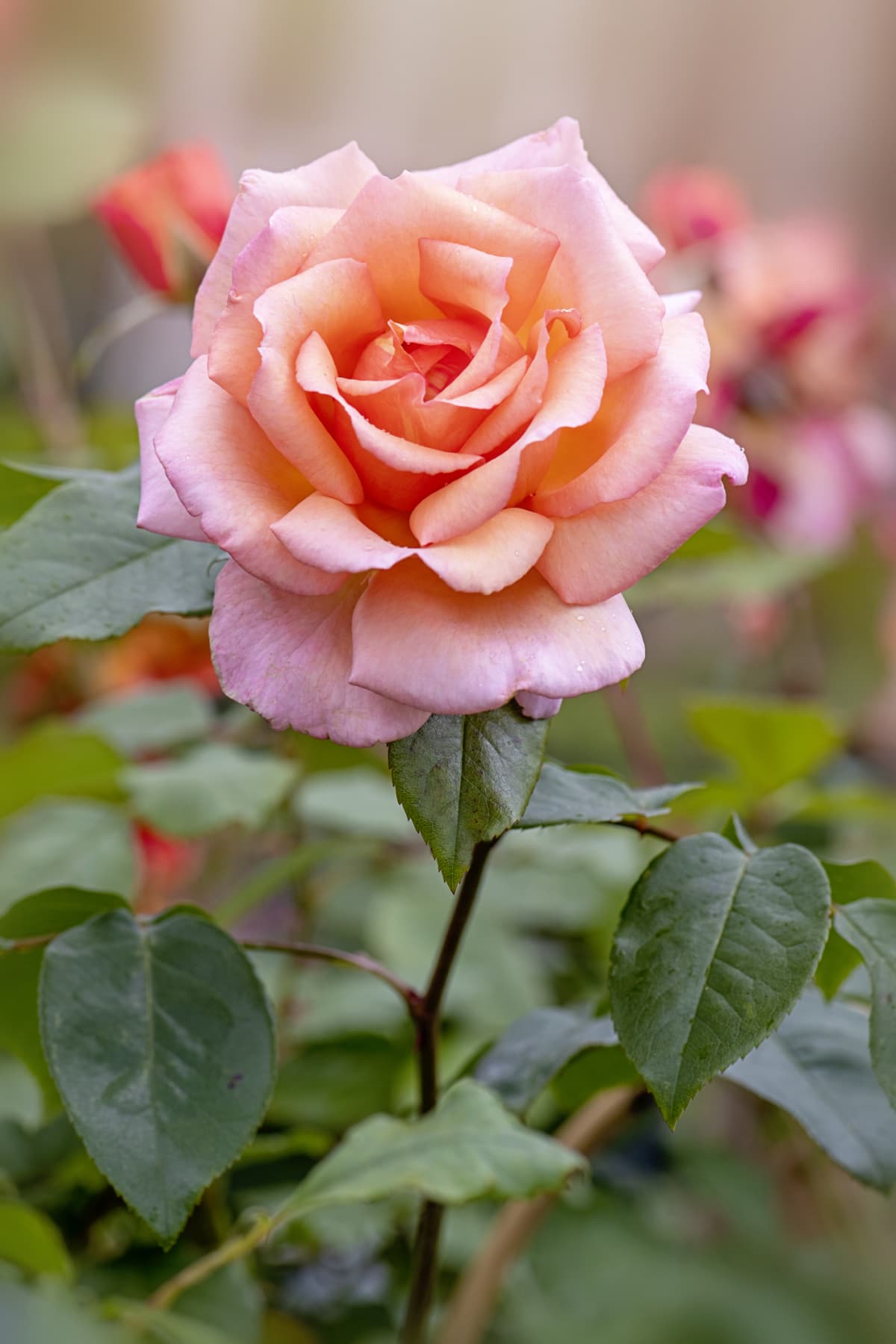 A pink rose in a garden.