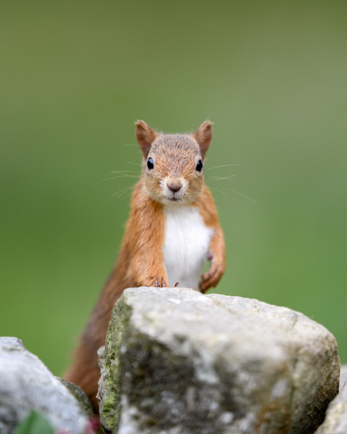 Eurasian red squirrel looking over a rock