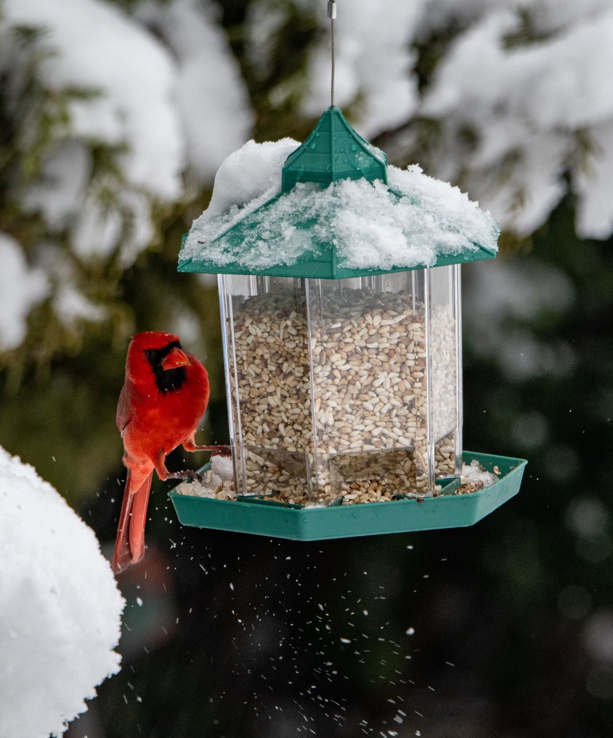 A red cardinal perched on a backyard bird feeder full of seeds