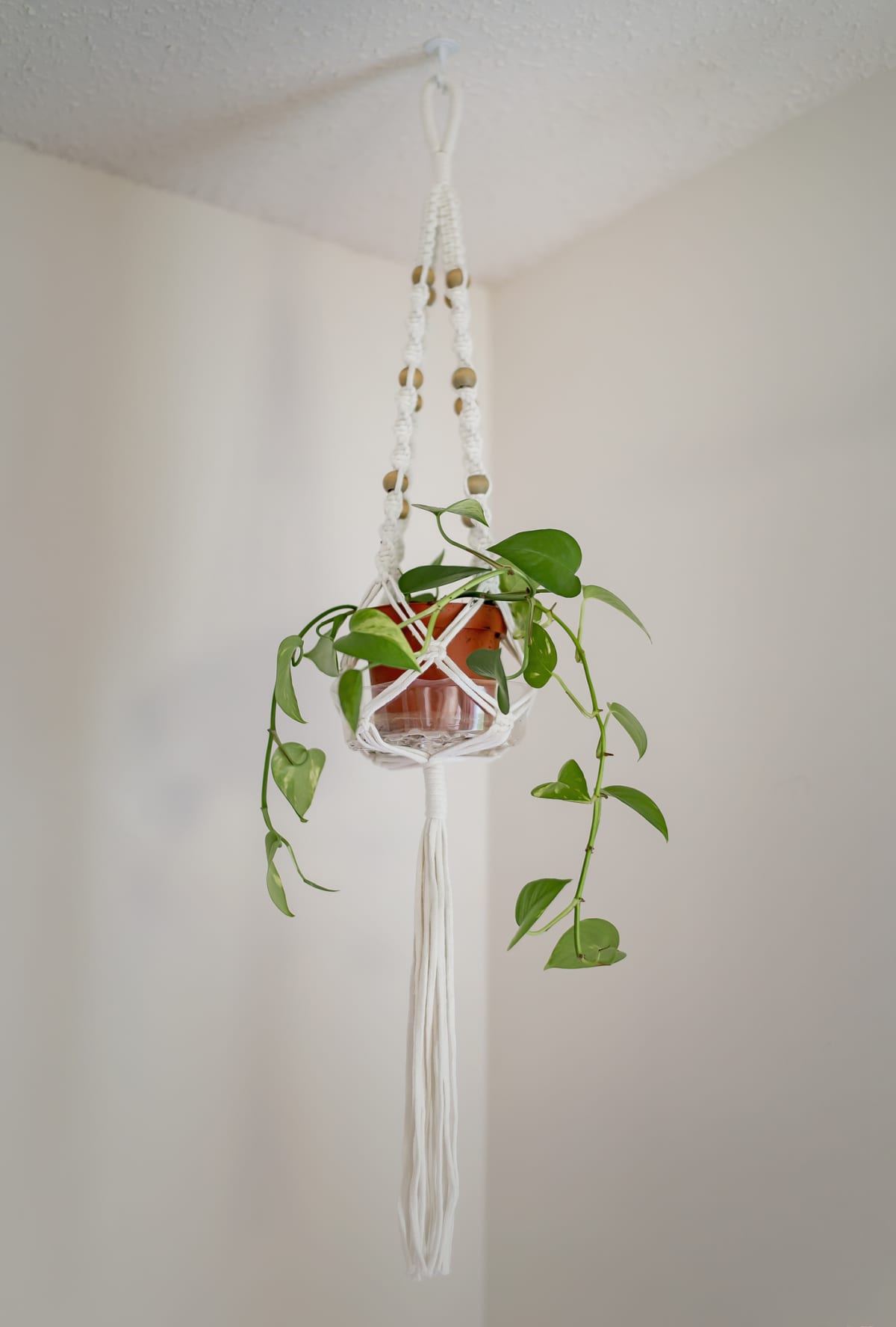 Small pathos plant in a macrame hanger in the corner of a room