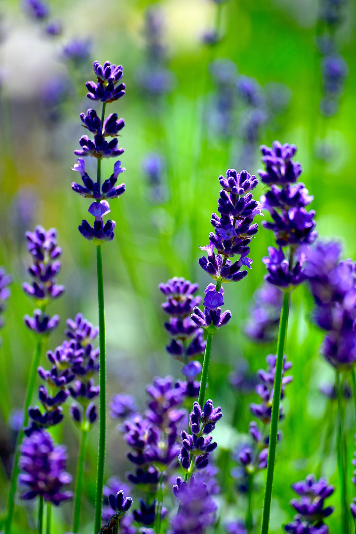 Stalks of lavender with purple flowers