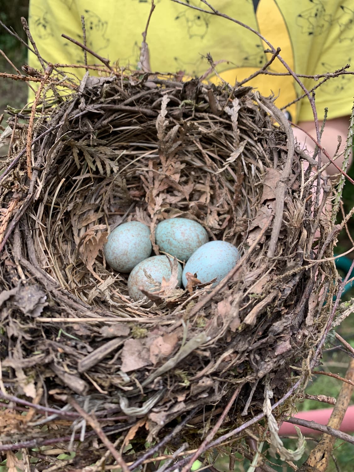 Bird nest with four eggs inside