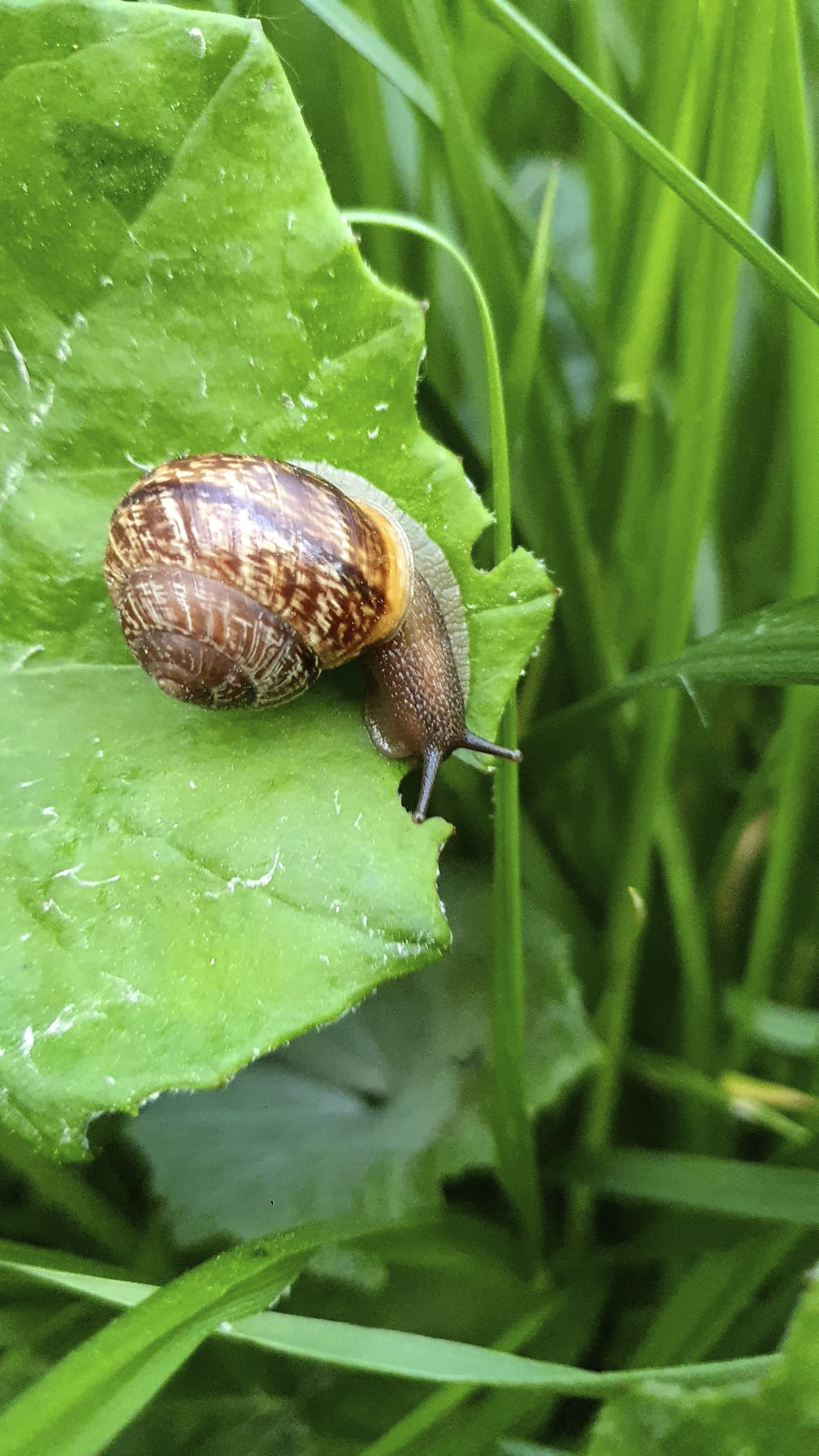 Close-up of a brown snail on the leaf