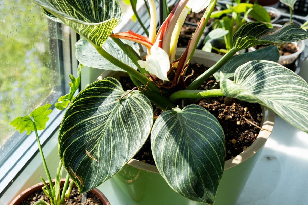 Houseplant Philodendron Birkin on the window sill