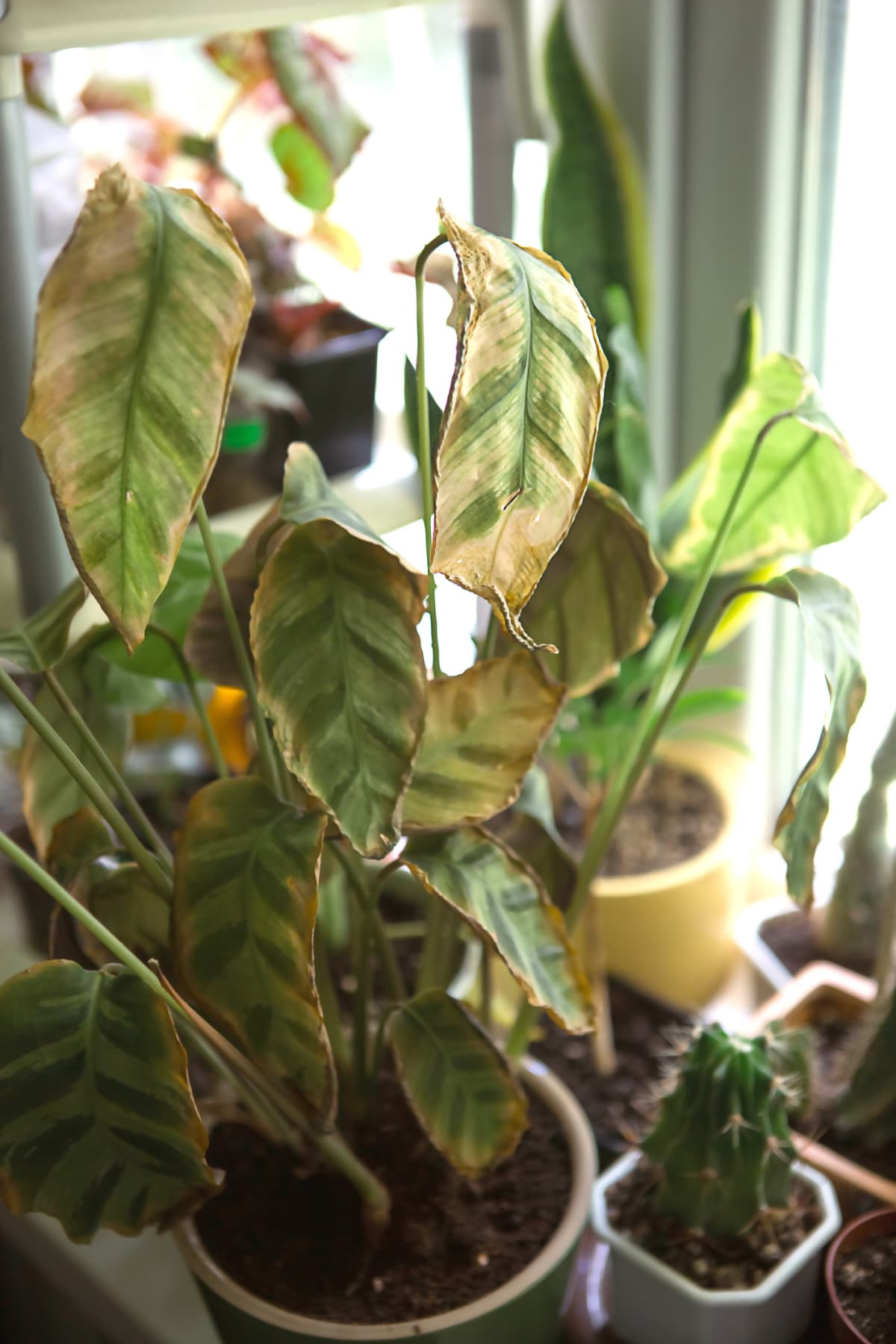 Calathea leaves yellowing due to spider mites.