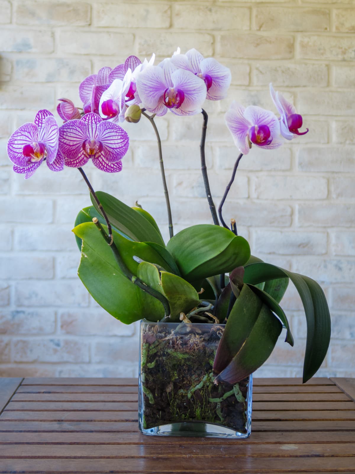 Purple orchid flower phalaenopsis