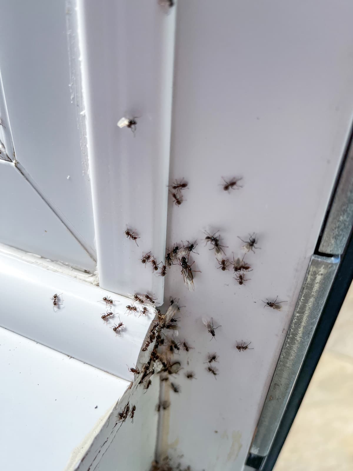 Flying ants on windowsill