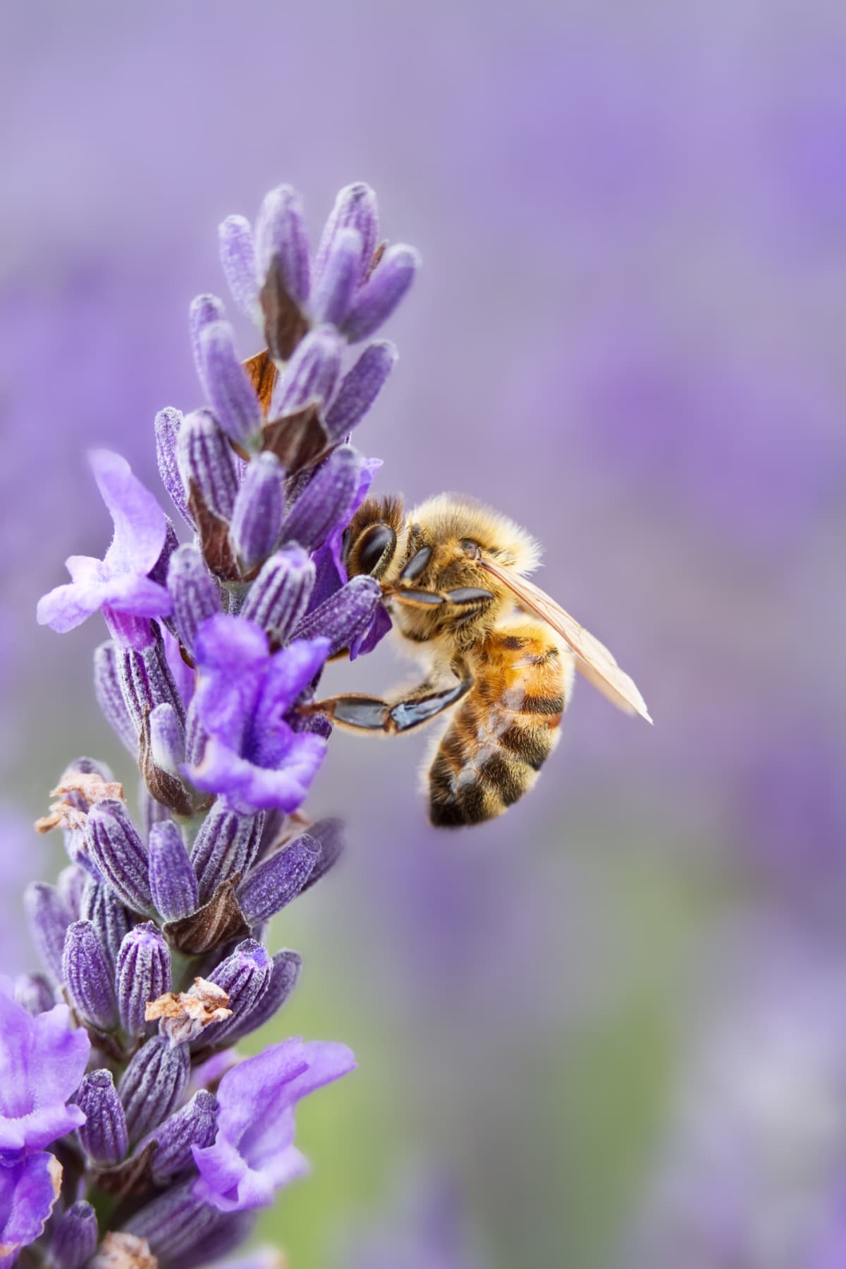 Bee perched on lavender plant