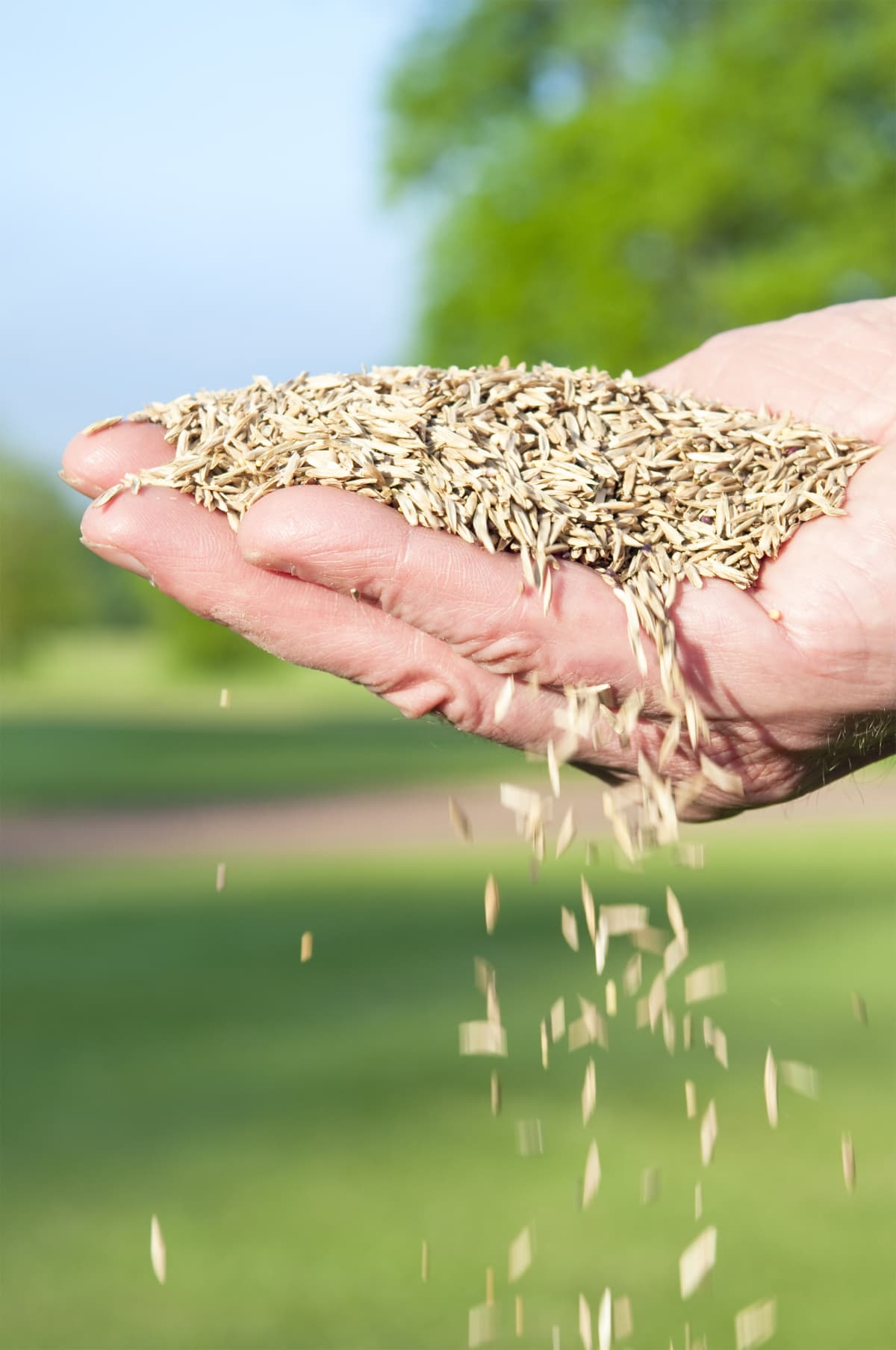 A person holding grass seed in their palm