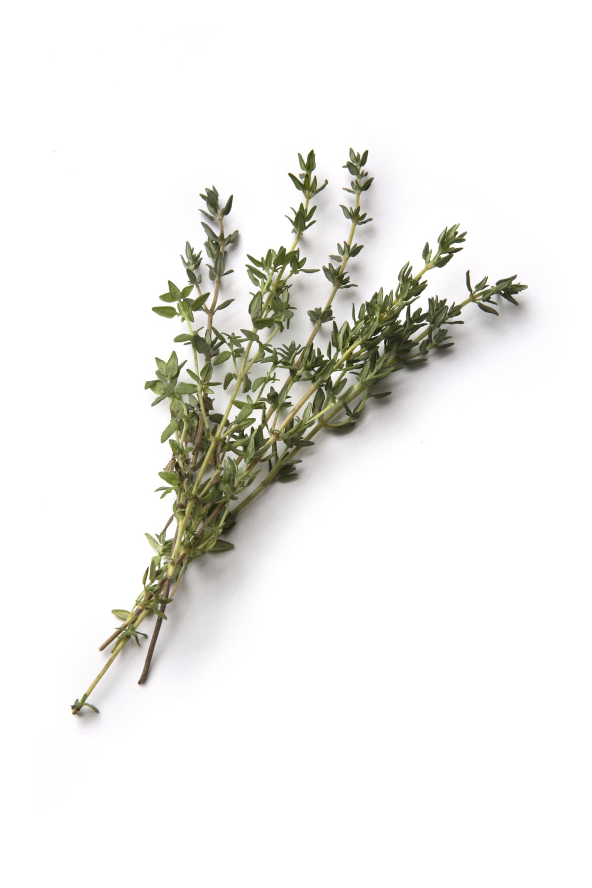 A sprig of thyme on a white background