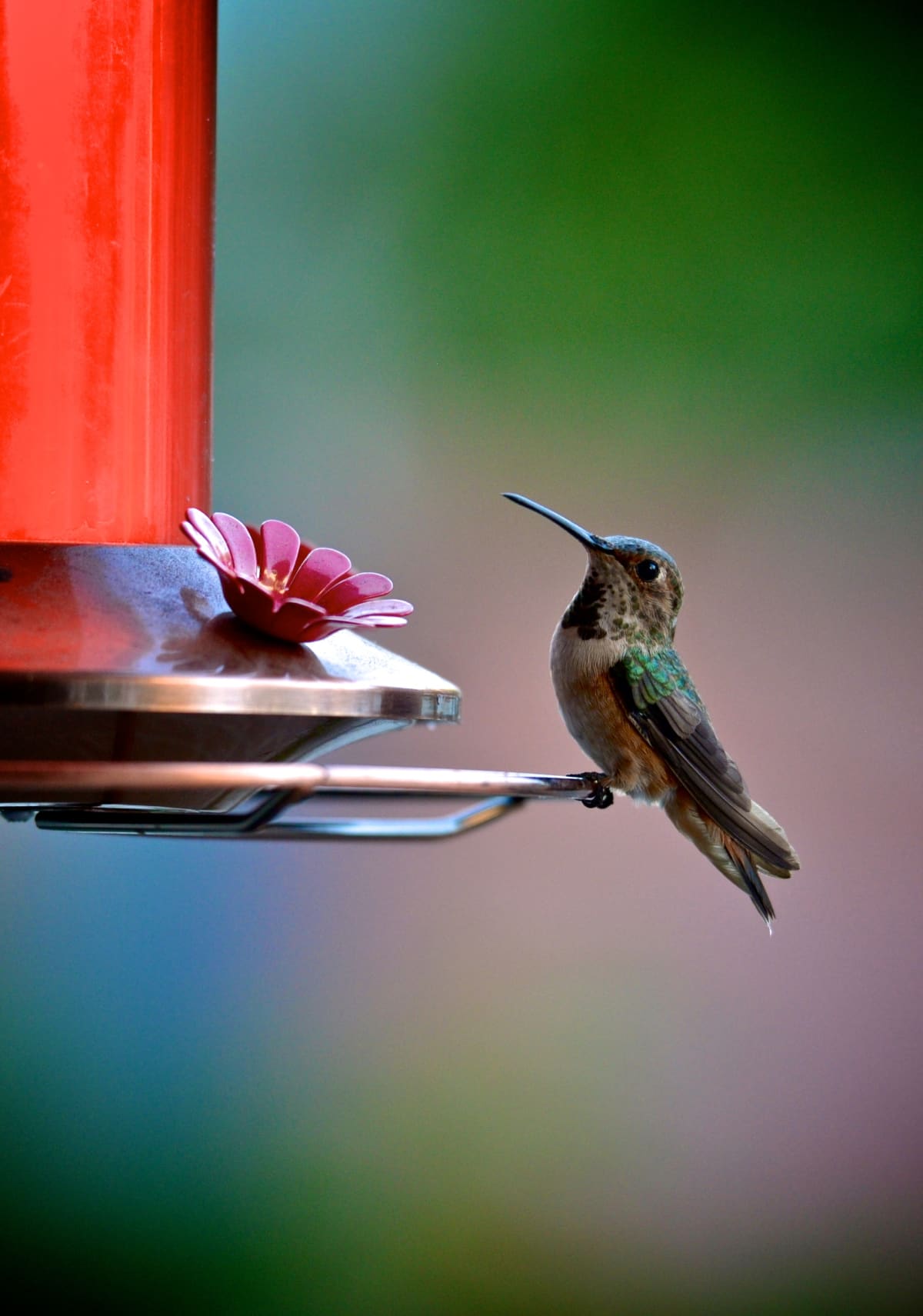 Hummingbird enjoying sugar water from a red bird feeder in rural Minnesota
