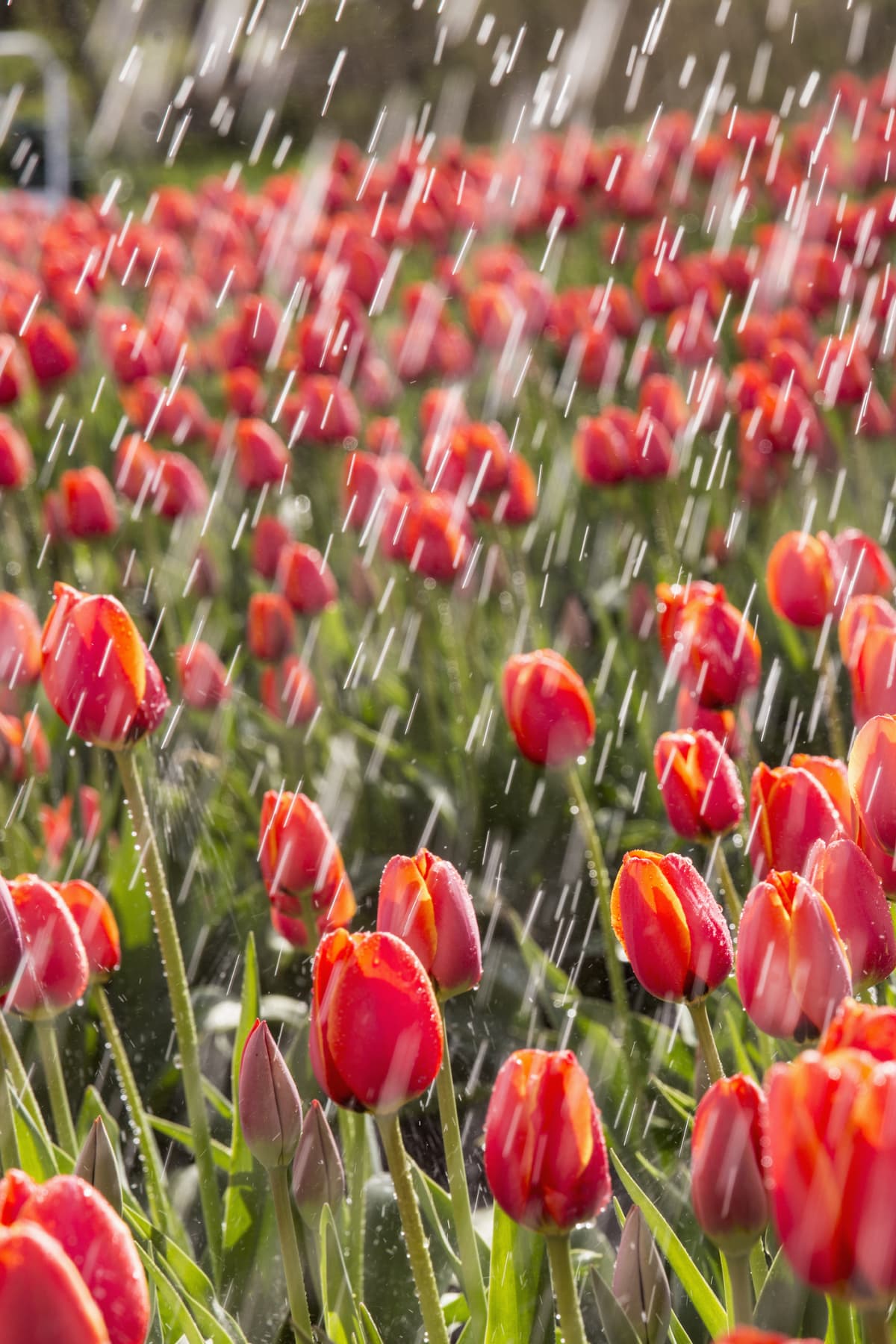 Rain falling on field of tulips