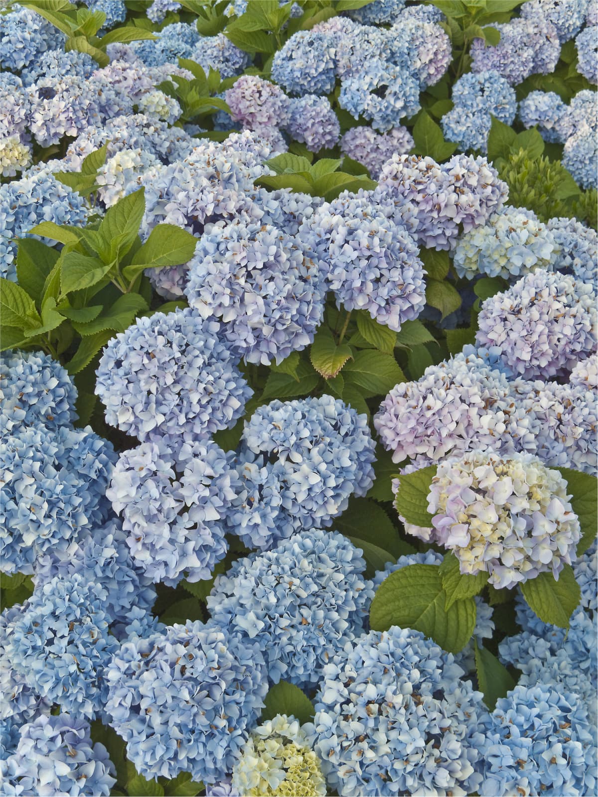 Blue hydrangeas in bloom