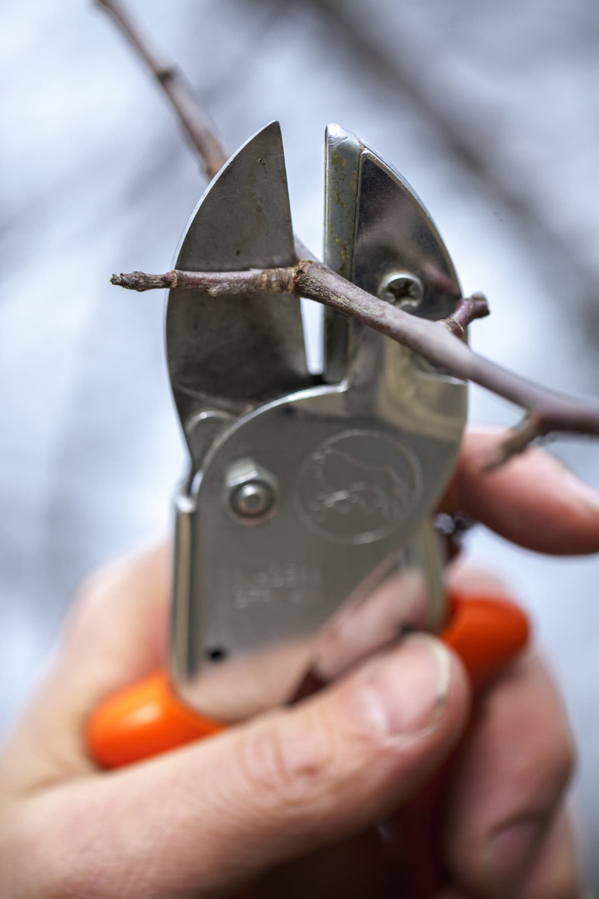 A person pruning a tree with shears
