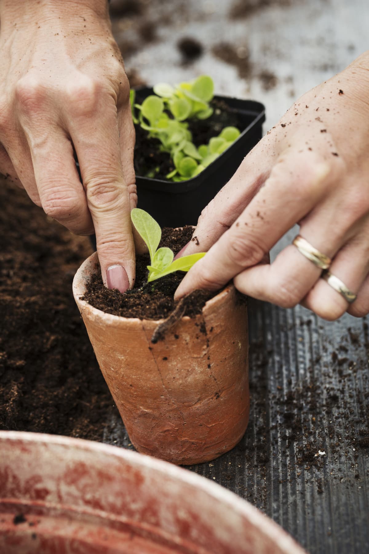 A woman holding terracotta pot while planting