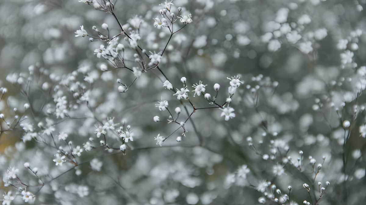 Baby's breath plant in winter