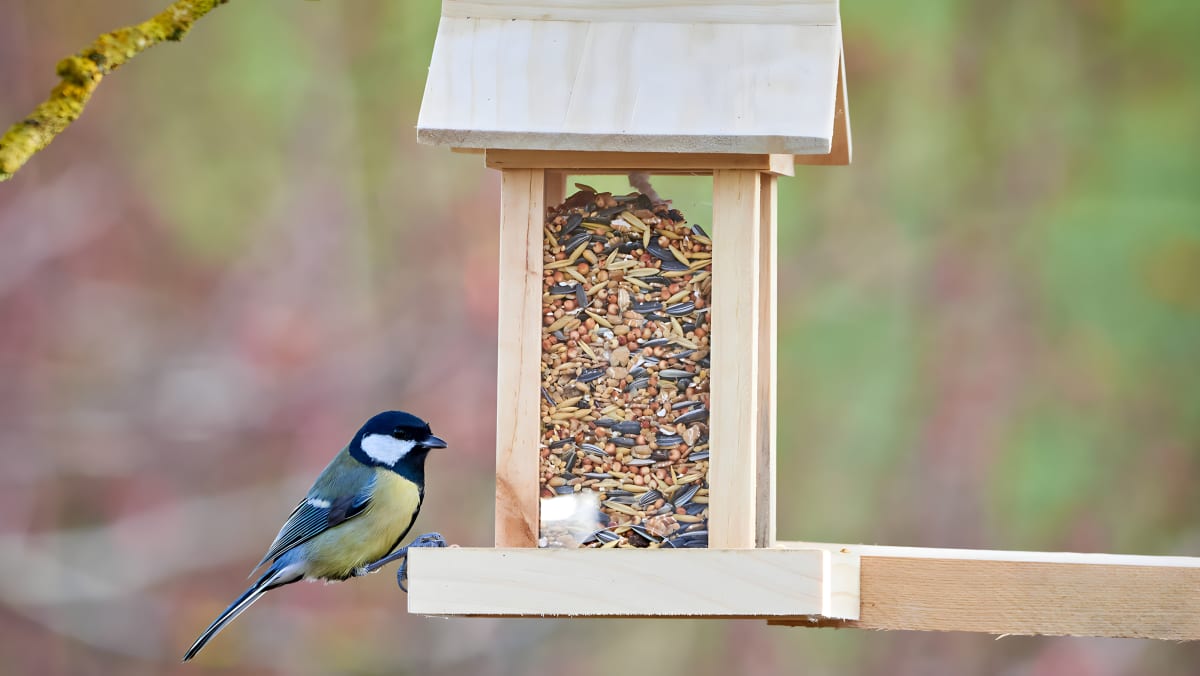 bird eating from a bird feeder