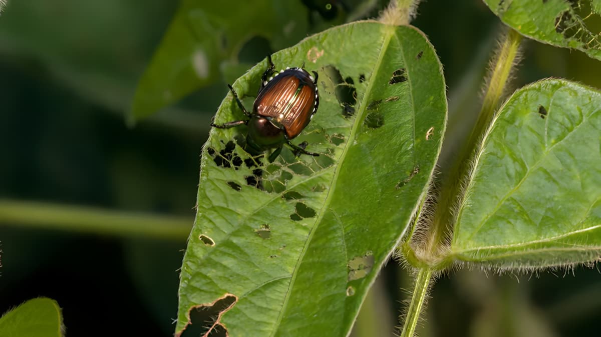 A Japanese beetle feasting on a leaf. 