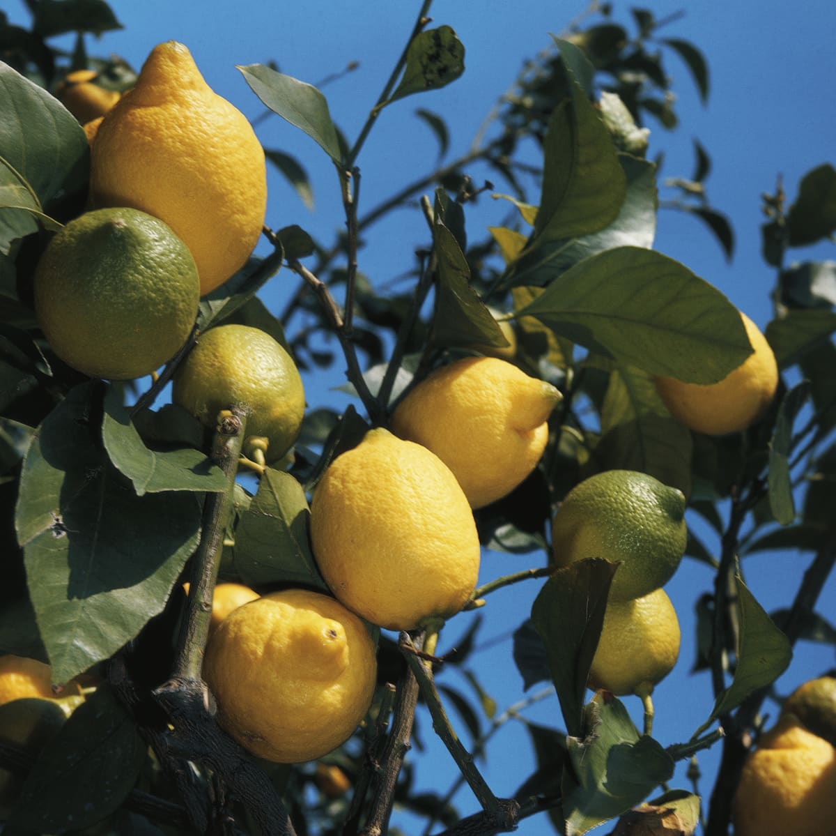 UNSPECIFIED - JANUARY 27: Lemons (Citrus limon), Rutaceae. (Photo by DeAgostini/Getty Images)