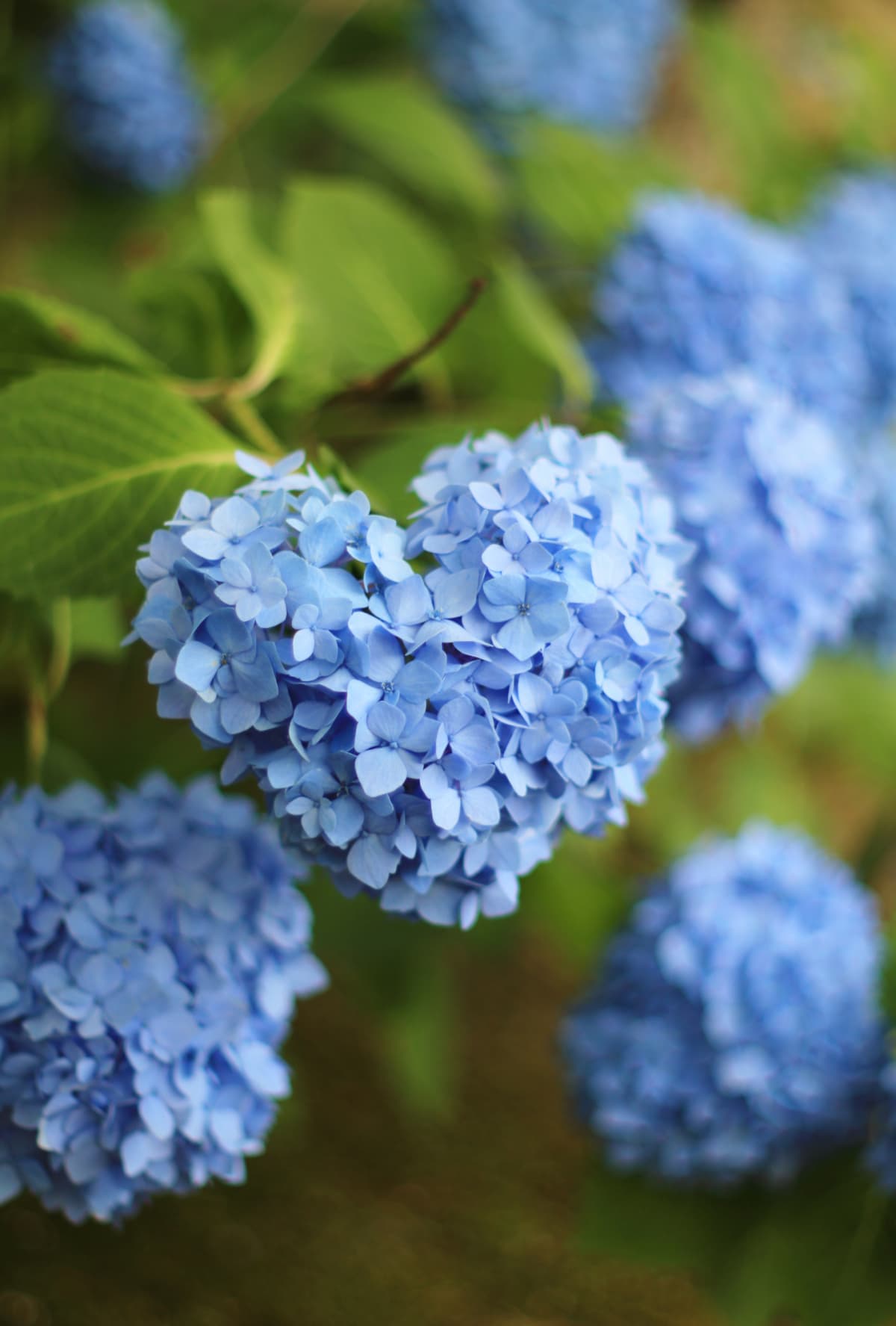 Lovely blue heart shaped Hydrangea in bloom after rain.Recently in Japan ,it is said that finding heart-shaped hydrangeas brings happiness and grants love wishes.