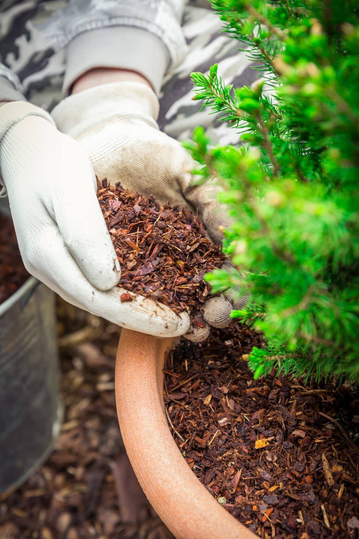 A person mulching potted plants with pine bark