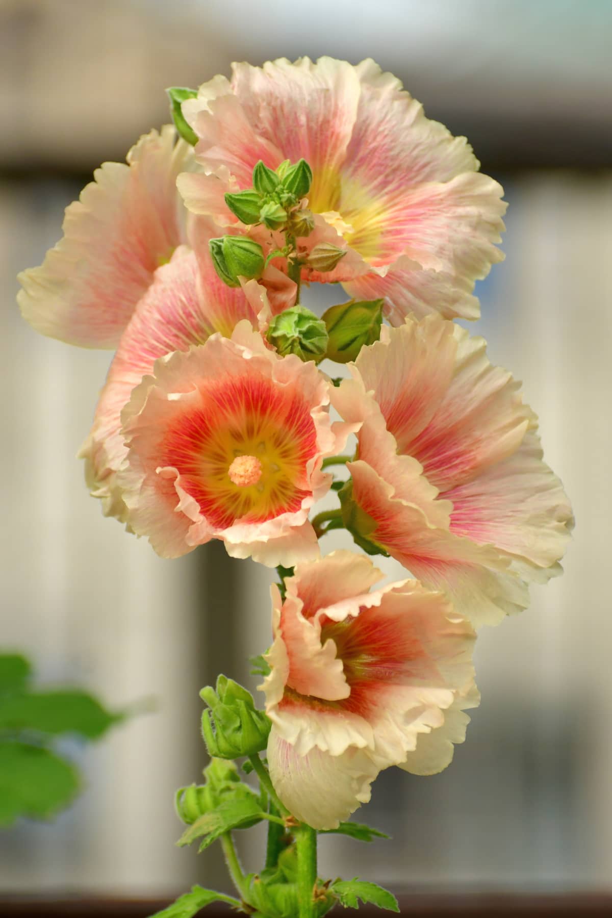 Althaea rosea or hollyhock blooming
